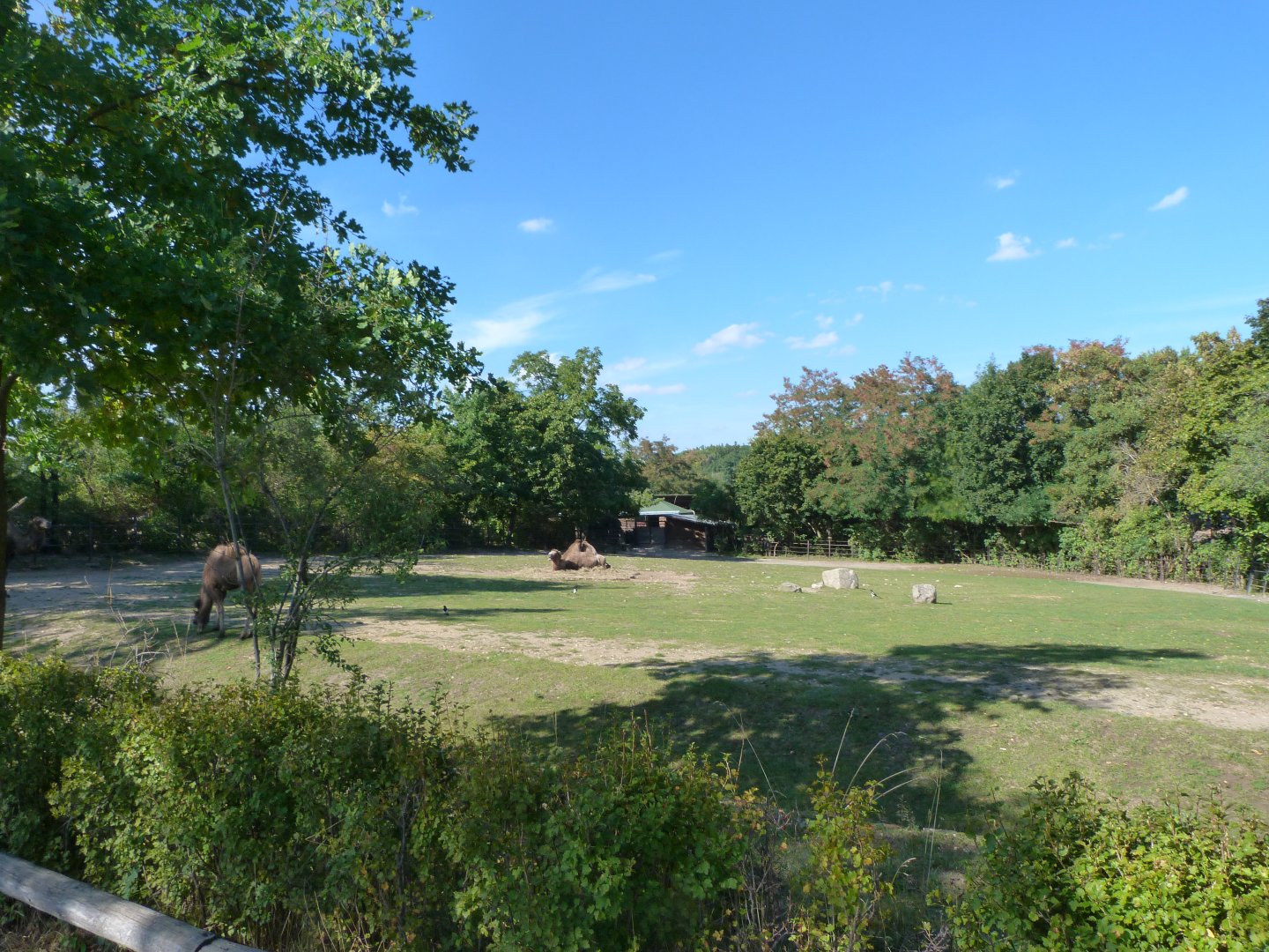 Bactrian camel exhibit -Zoo Praha (2025)