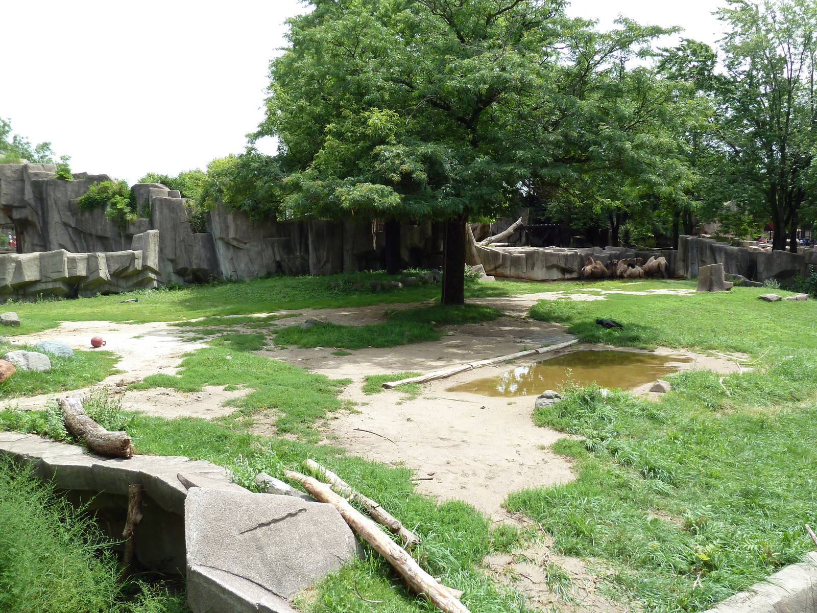 Bactrian Camel Exhibit