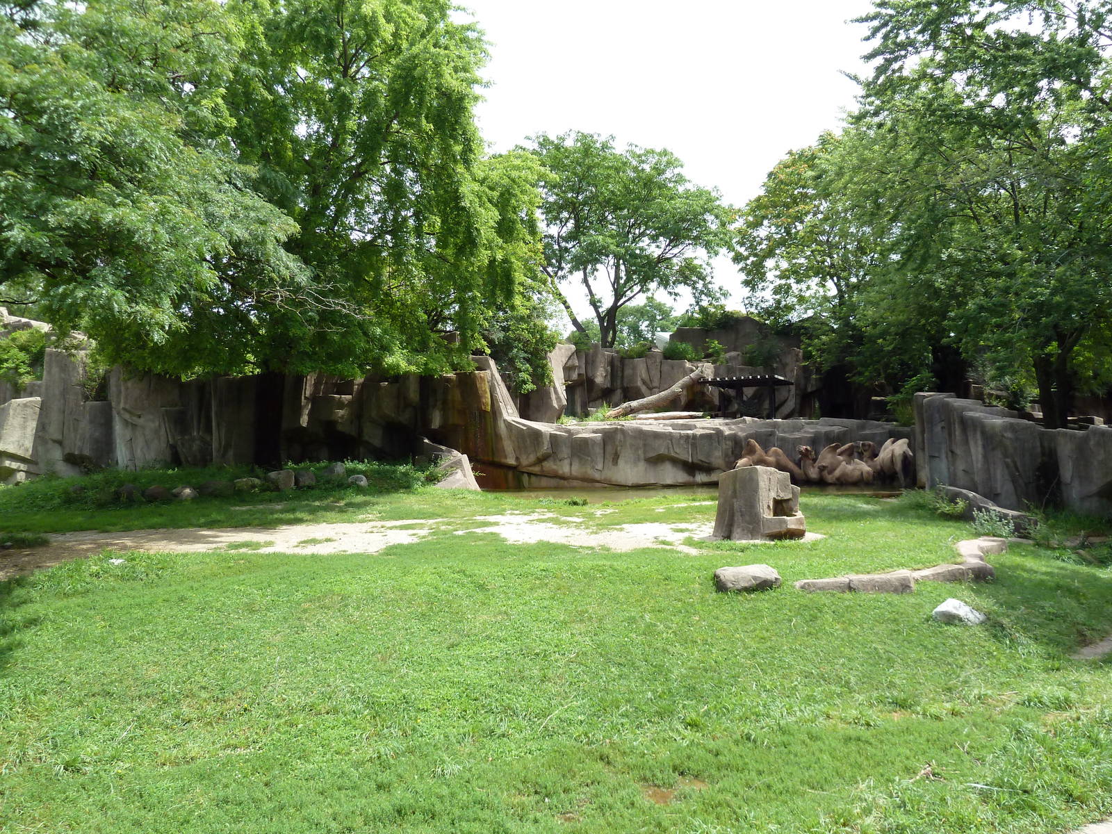 Bactrian Camel Exhibit
