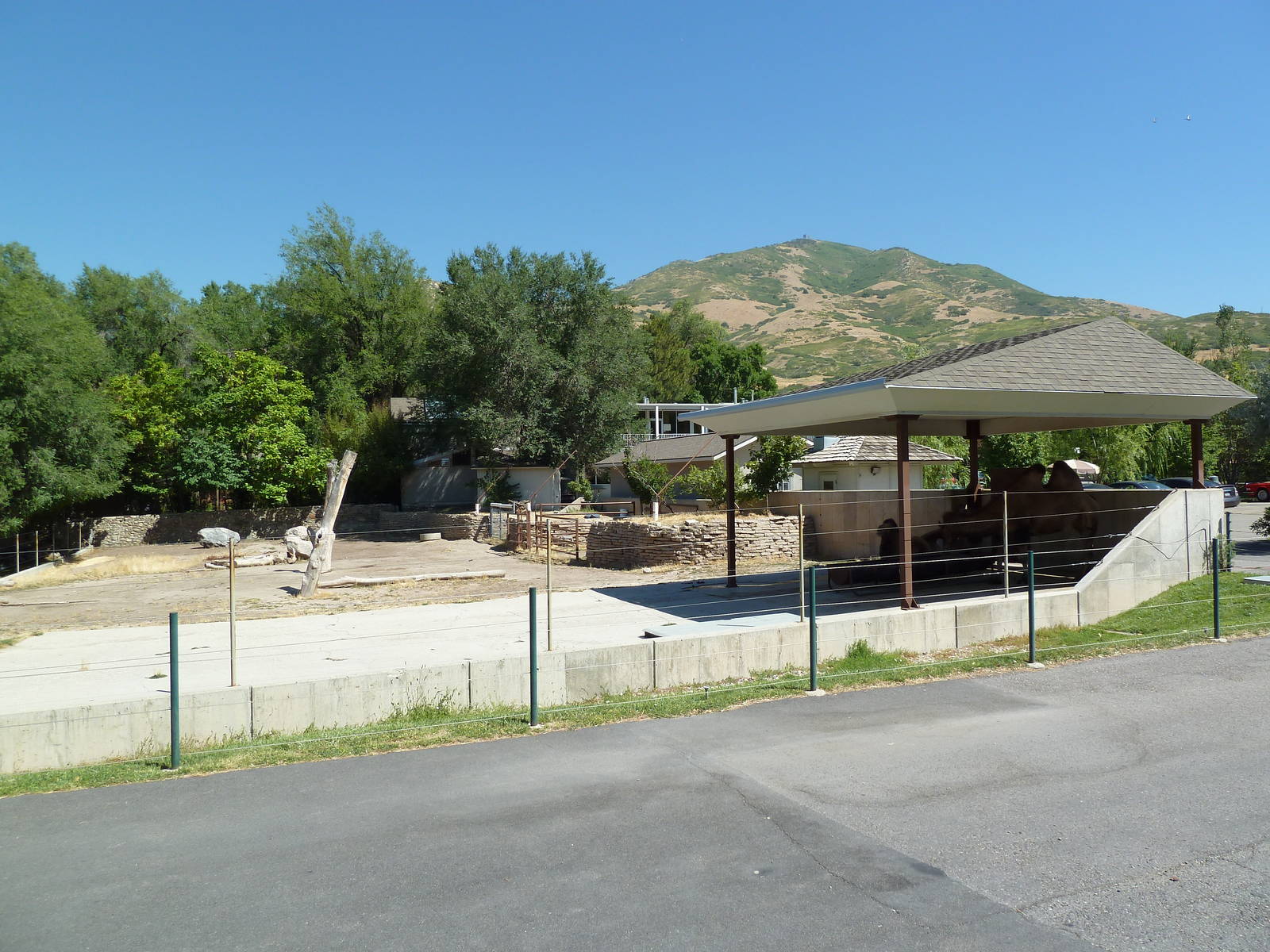 Bactrian Camel Exhibit