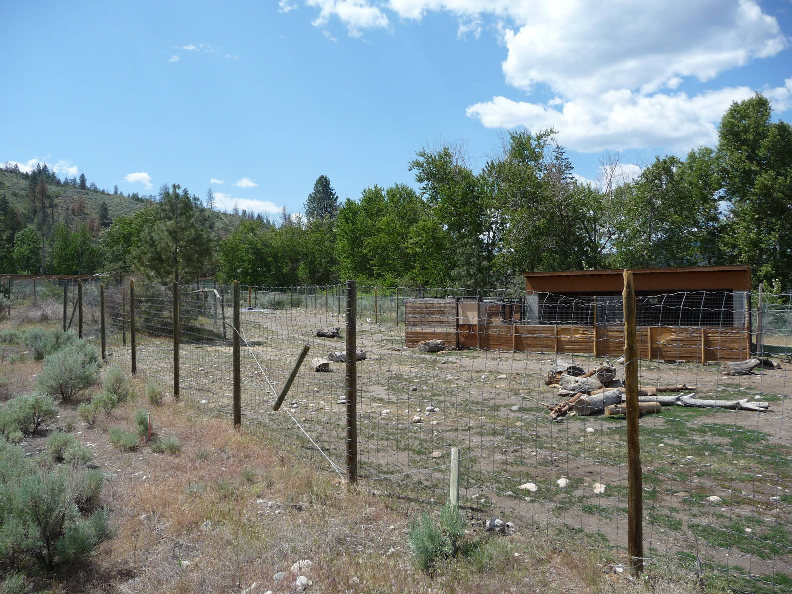 Bactrian Camel Exhibit