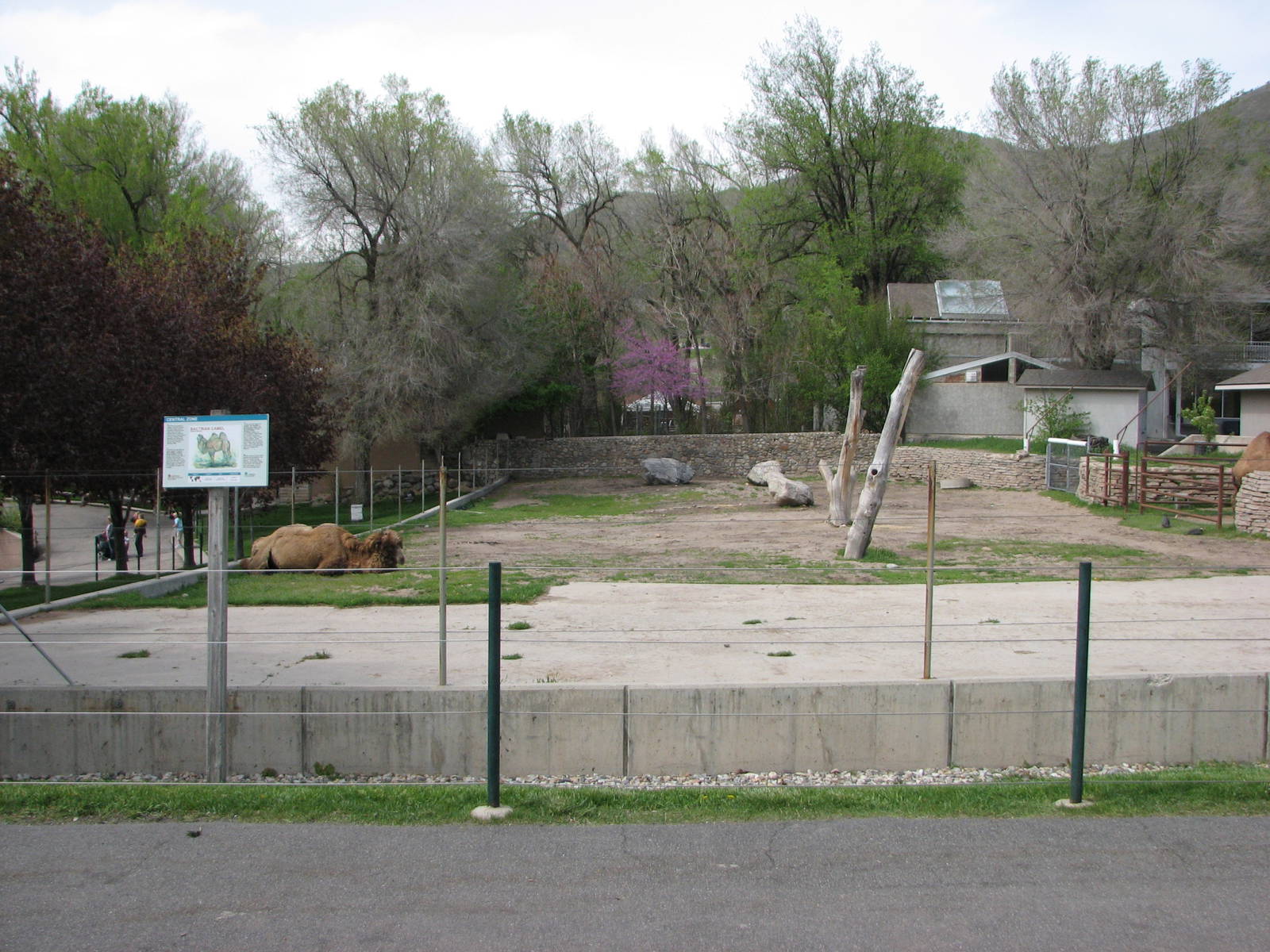 Bactrian Camel Exhibit