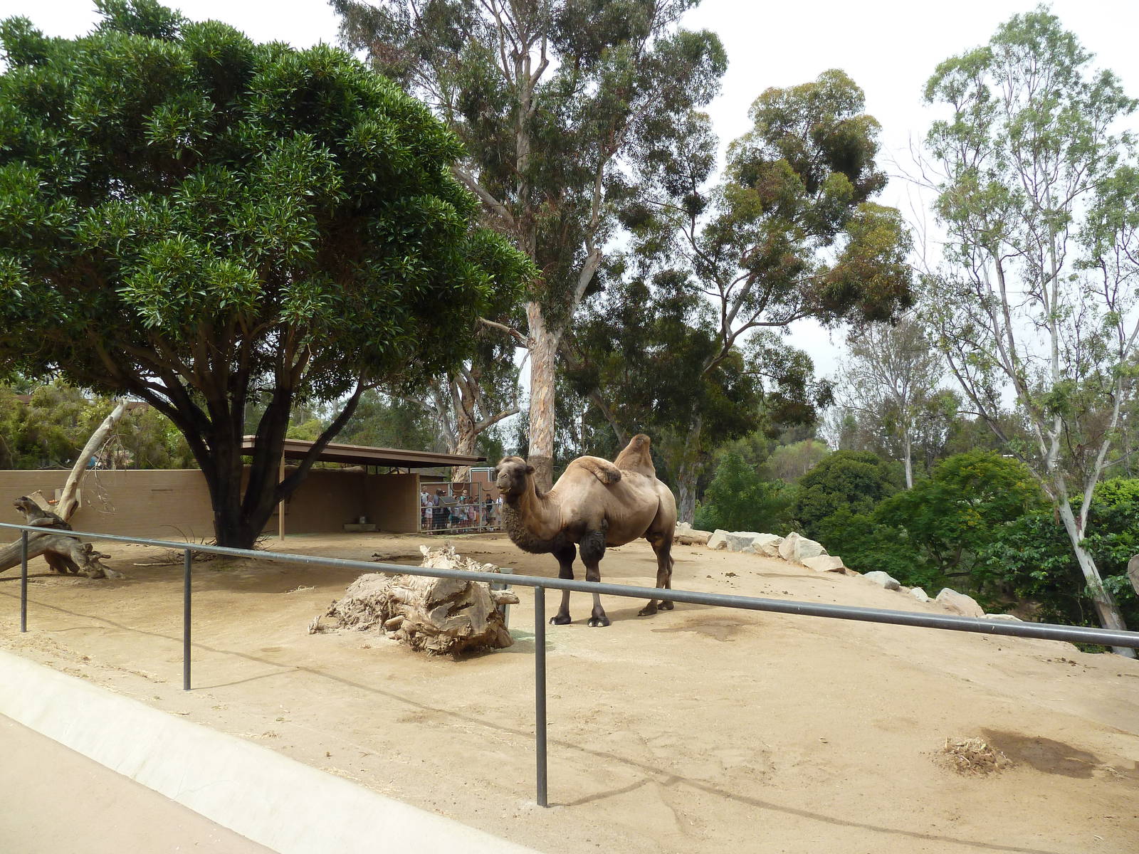 Bactrian Camel Exhibit