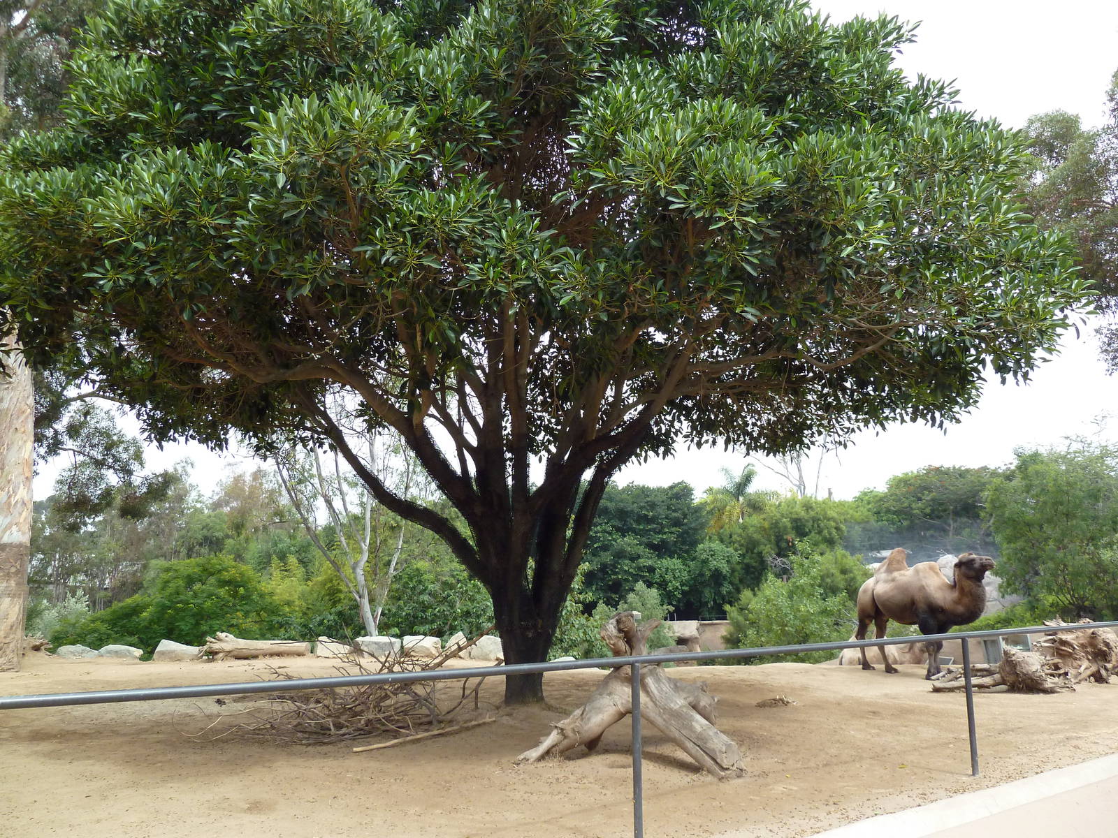 Bactrian Camel Exhibit