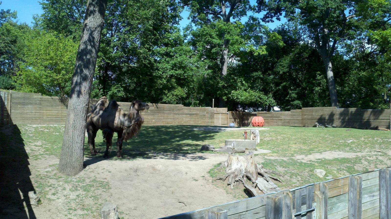bactrian camel exhibit