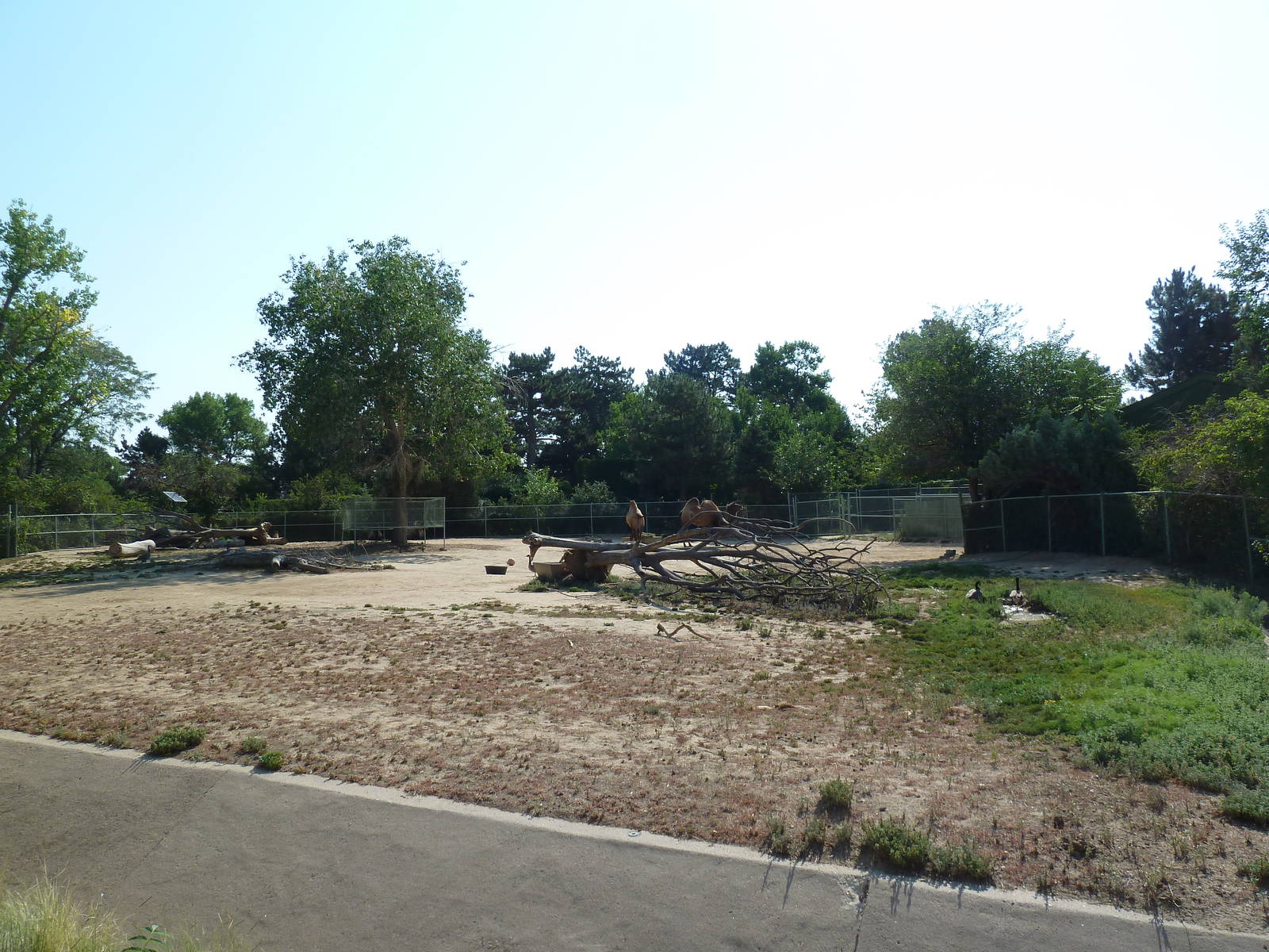 Bactrian Camel Exhibit