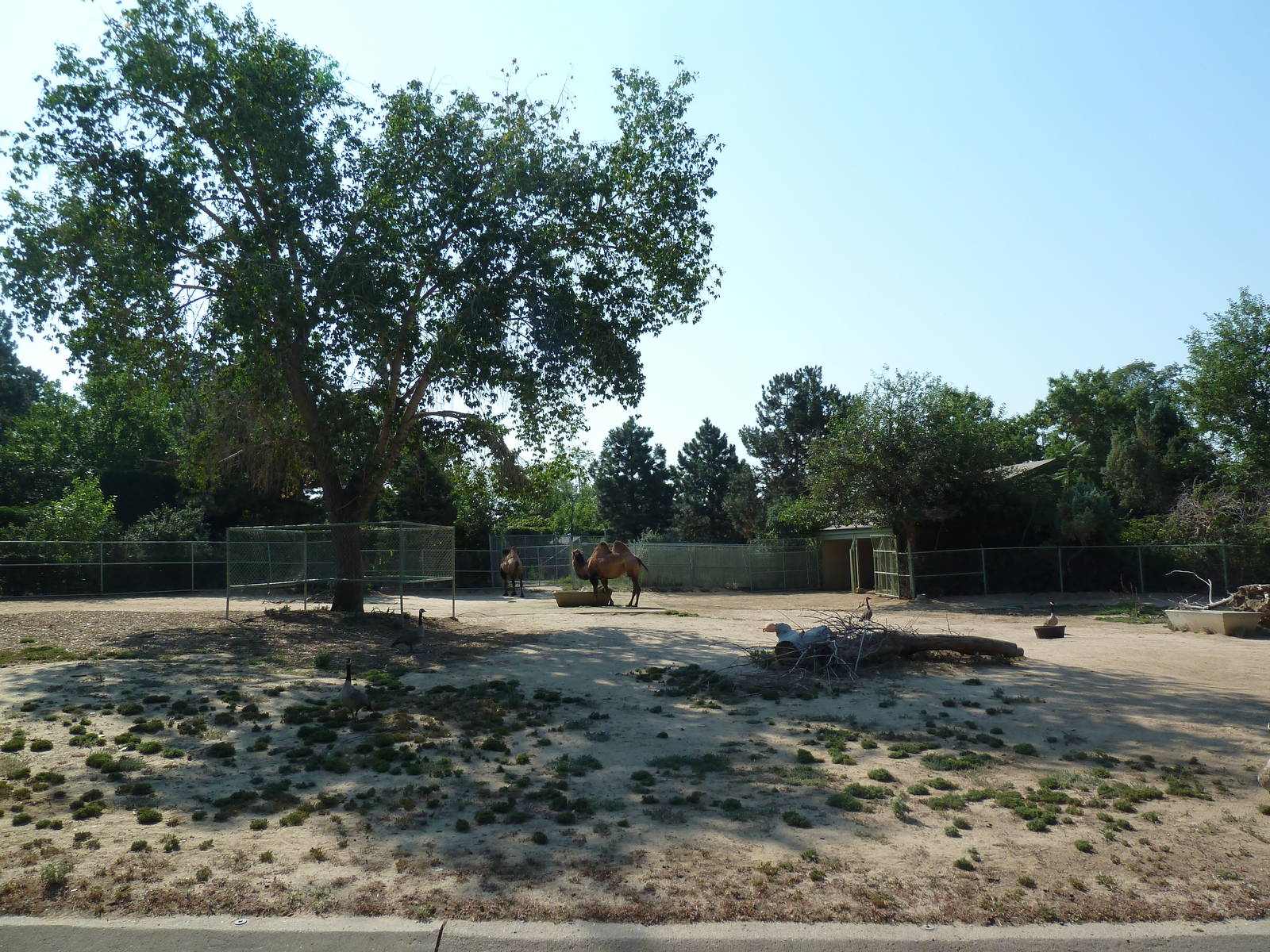 Bactrian Camel Exhibit