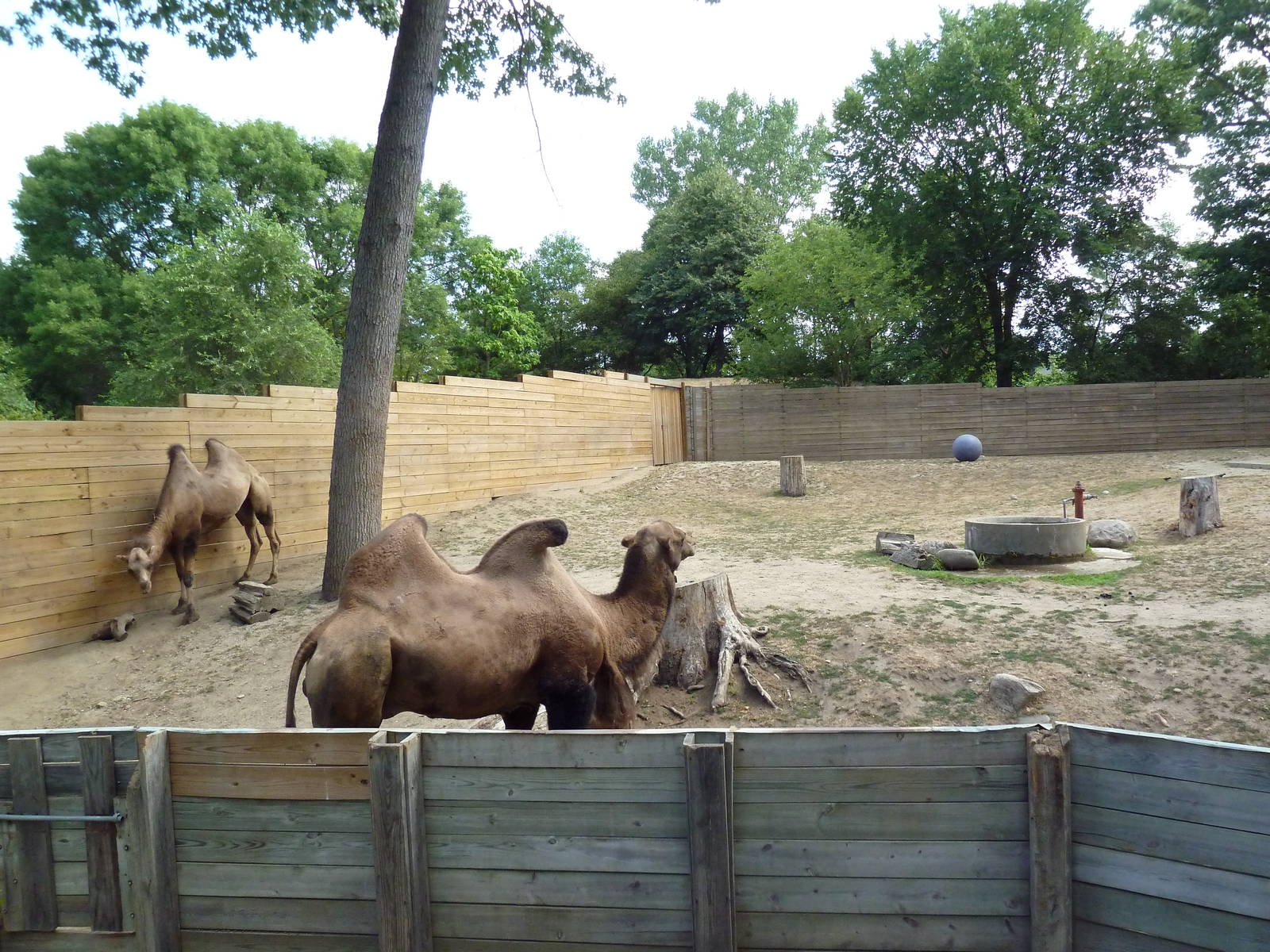 Bactrian Camel Exhibit
