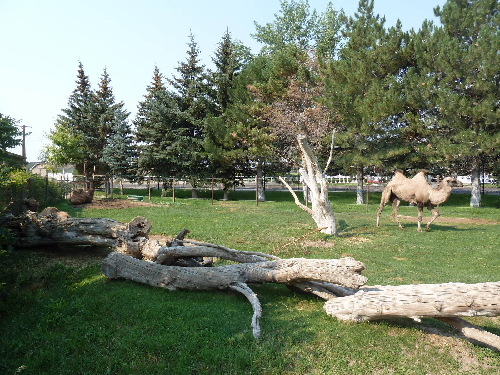 Bactrian Camel Exhibit
