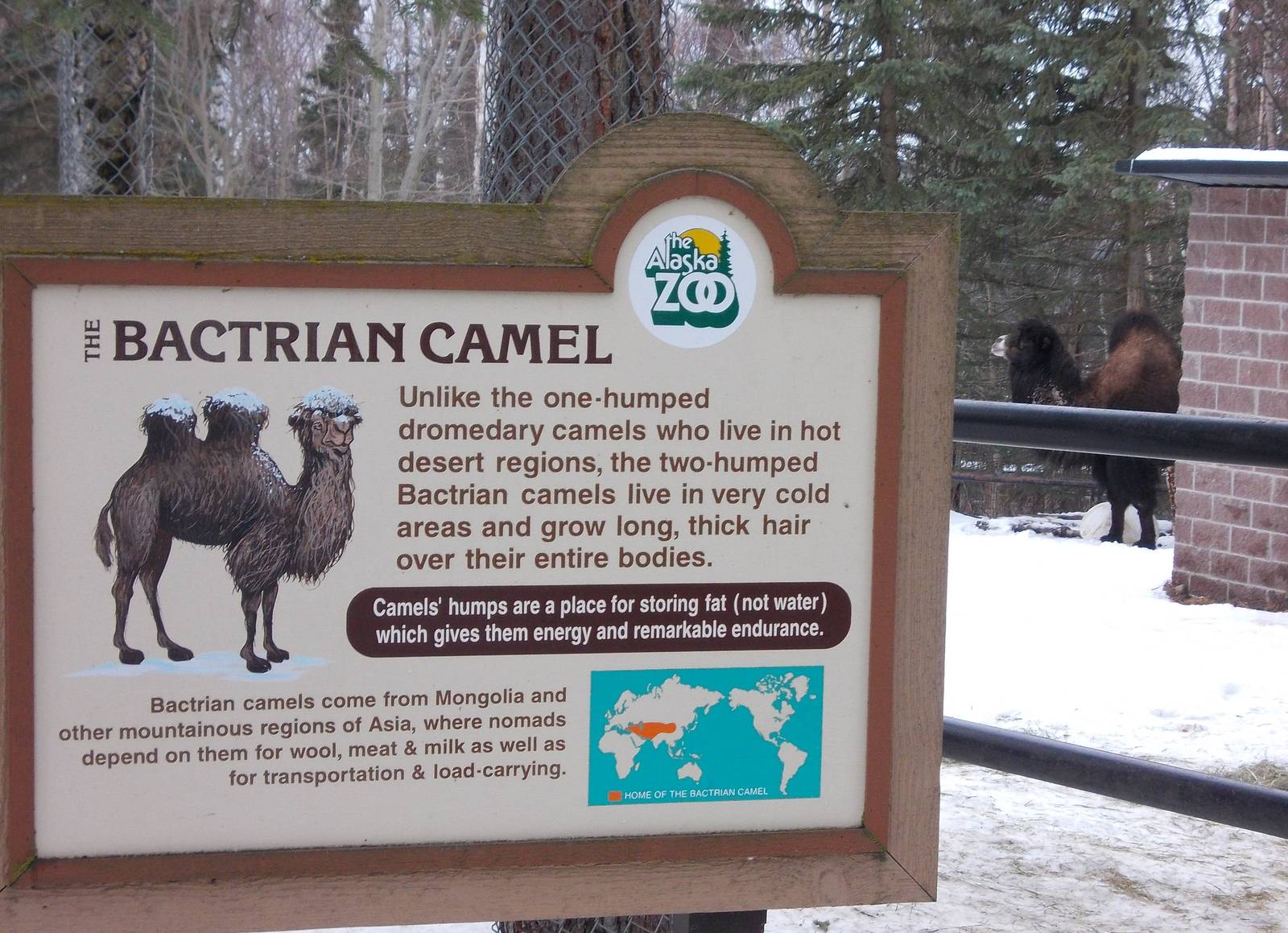 Bactrian Camel Exhibit