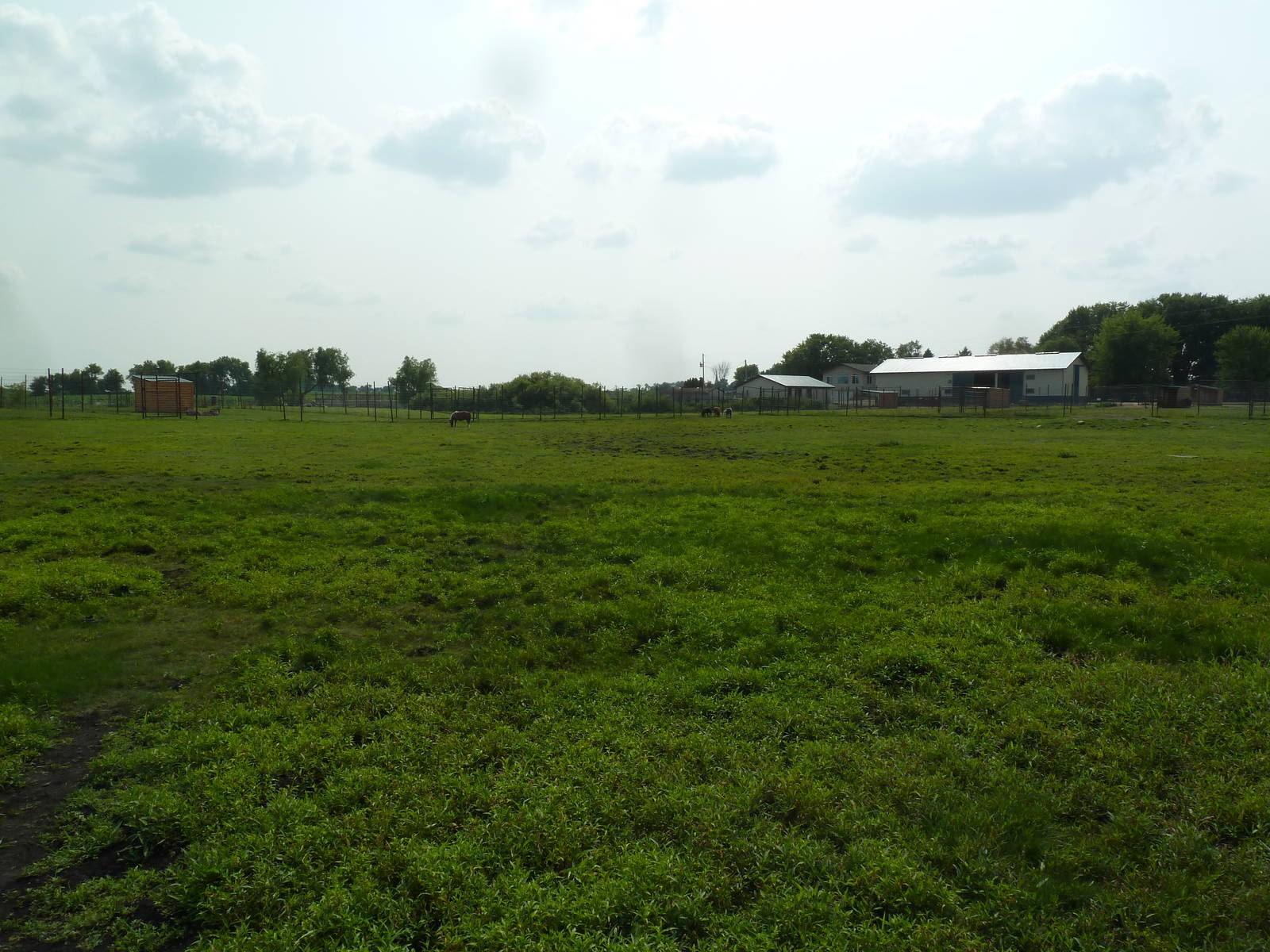 Bactrian Camel Exhibit