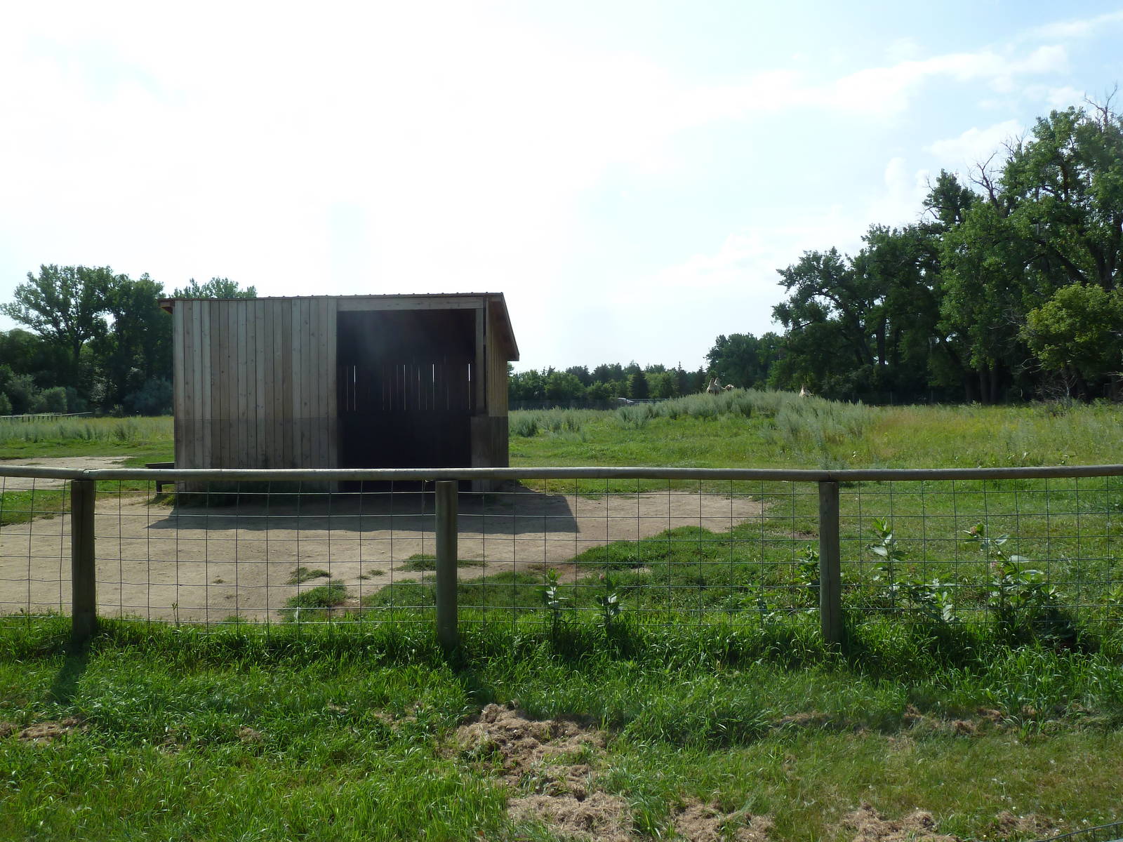 Bactrian Camel Exhibit