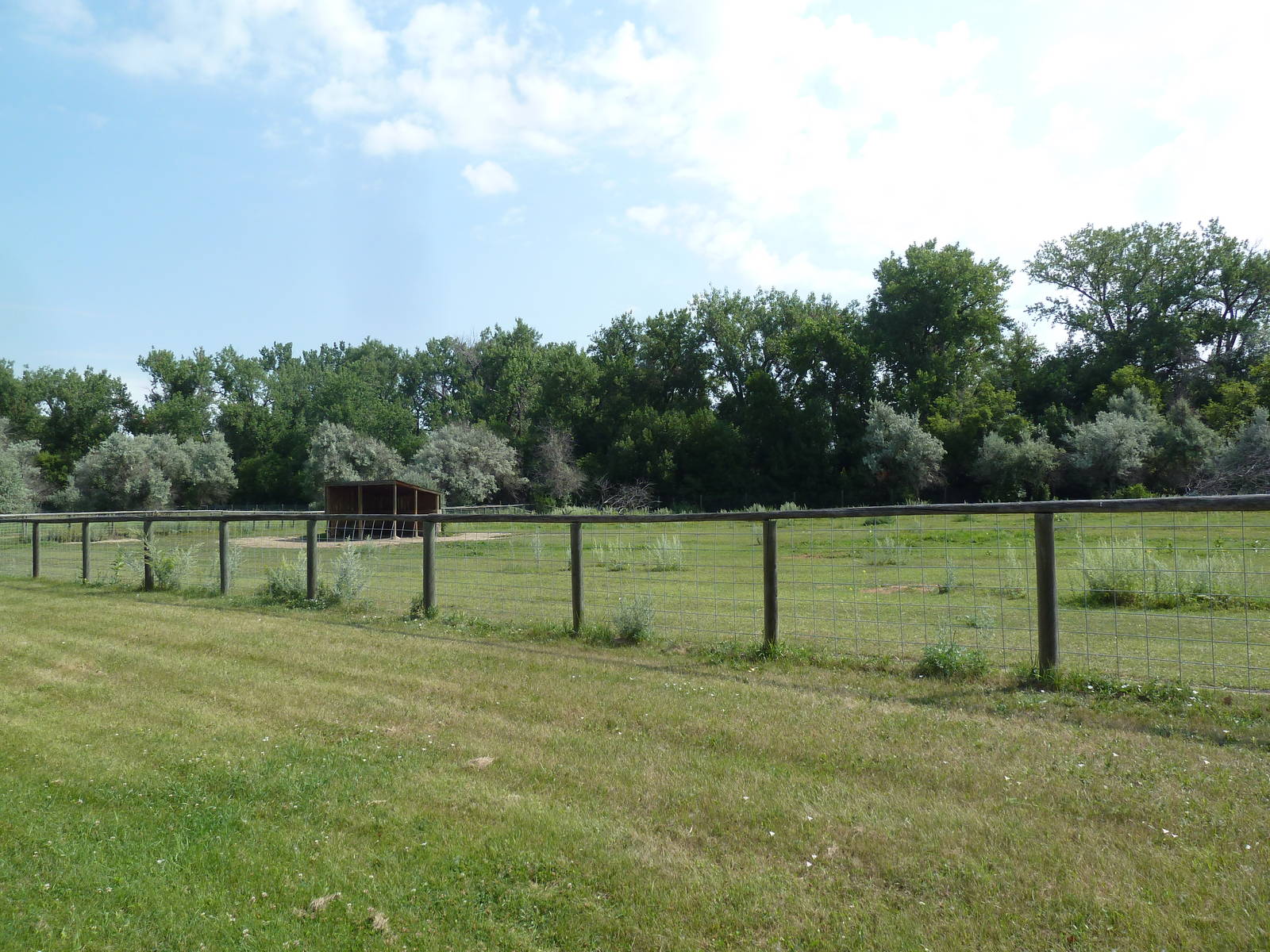 Bactrian Camel Exhibit