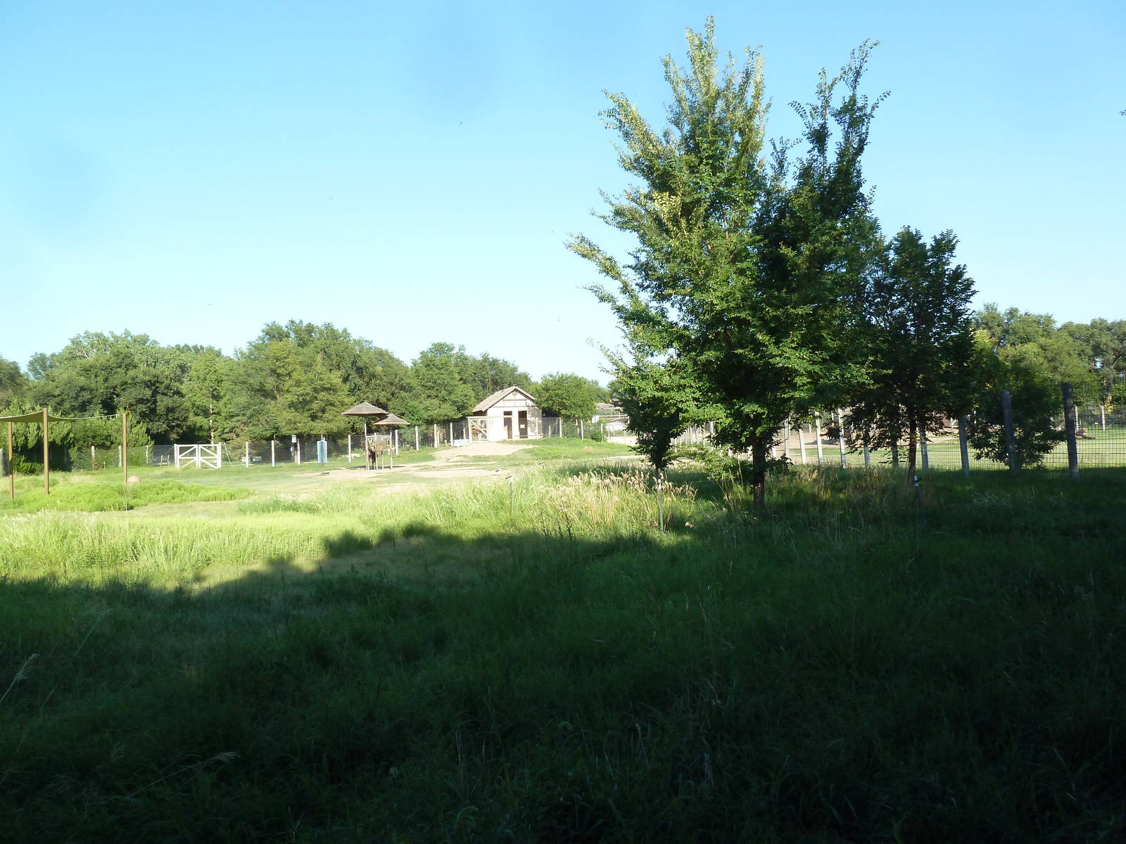 Bactrian Camel Exhibit