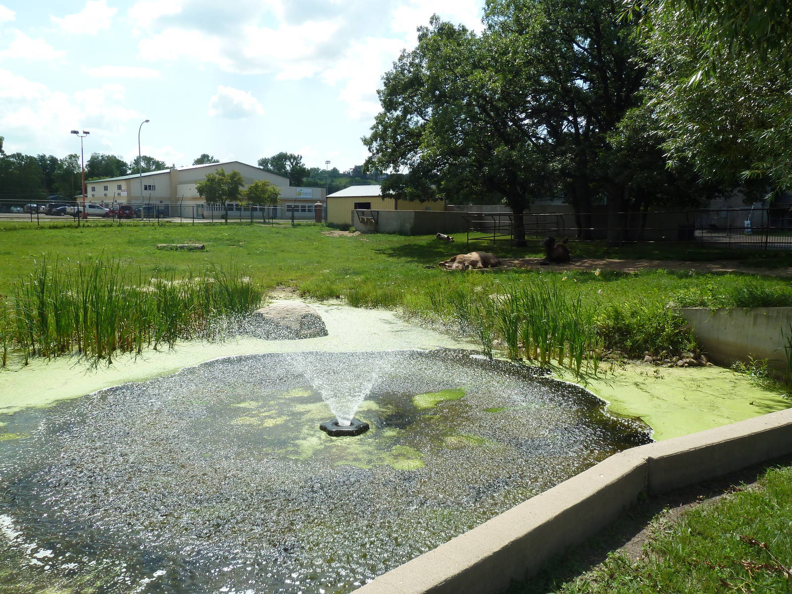 Bactrian Camel Exhibit