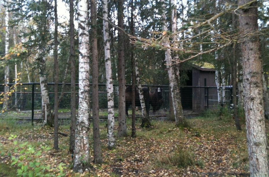 Bactrian Camel Exhibit