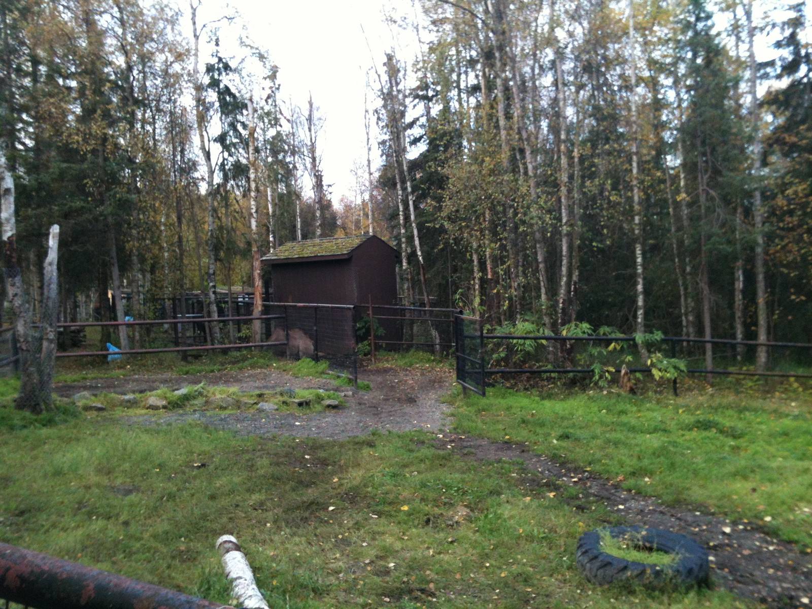 Bactrian Camel Exhibit