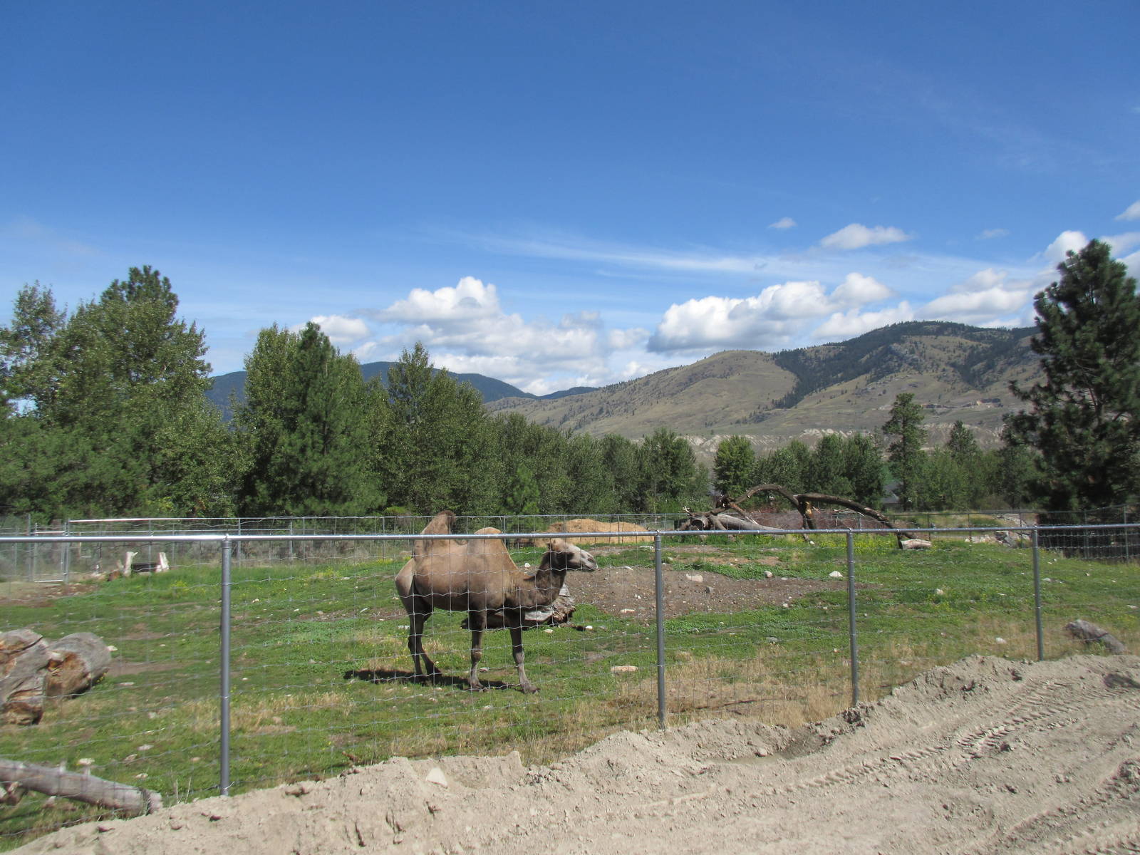Bactrian Camel Exhibit