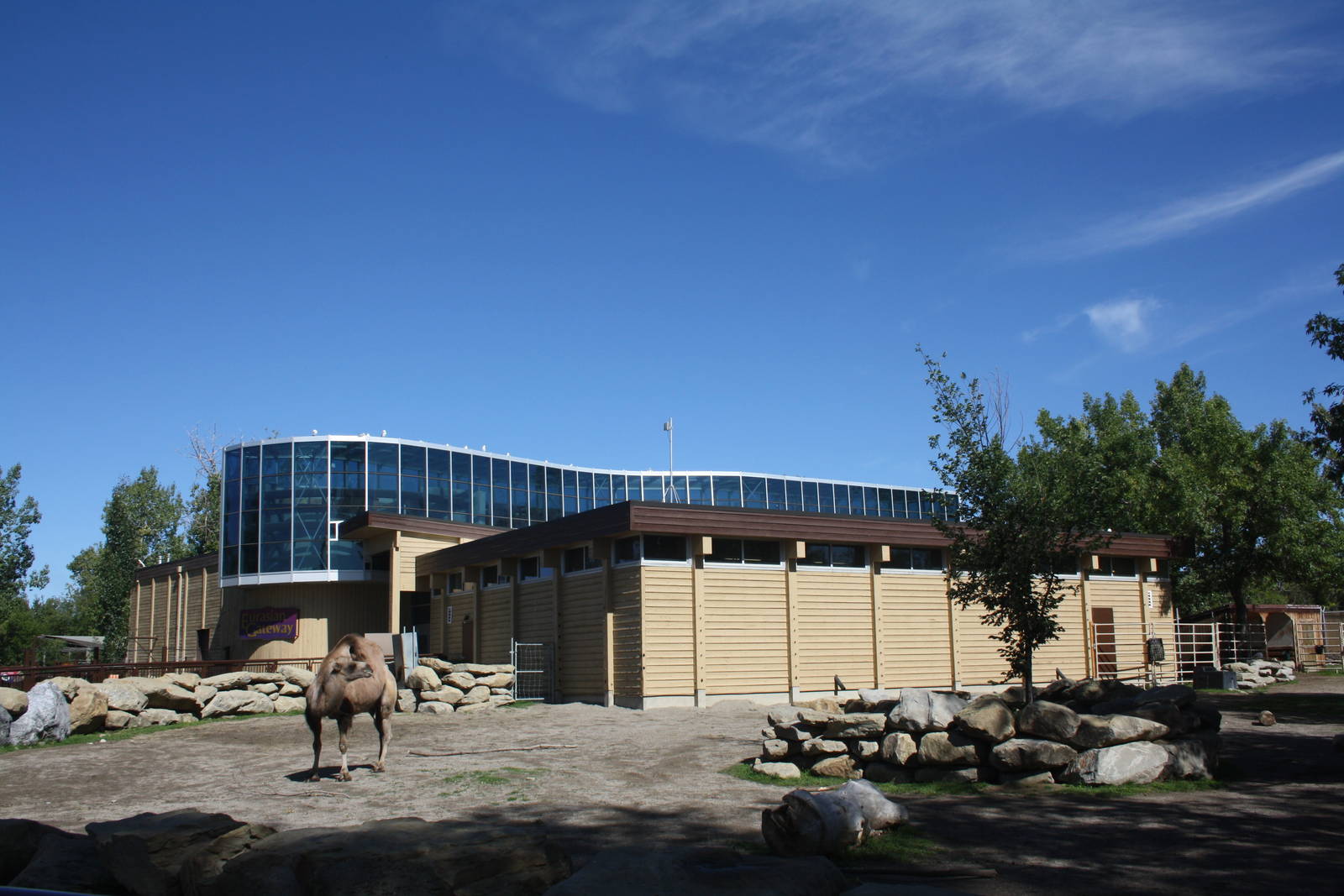 Bactrian Camel Exhibit