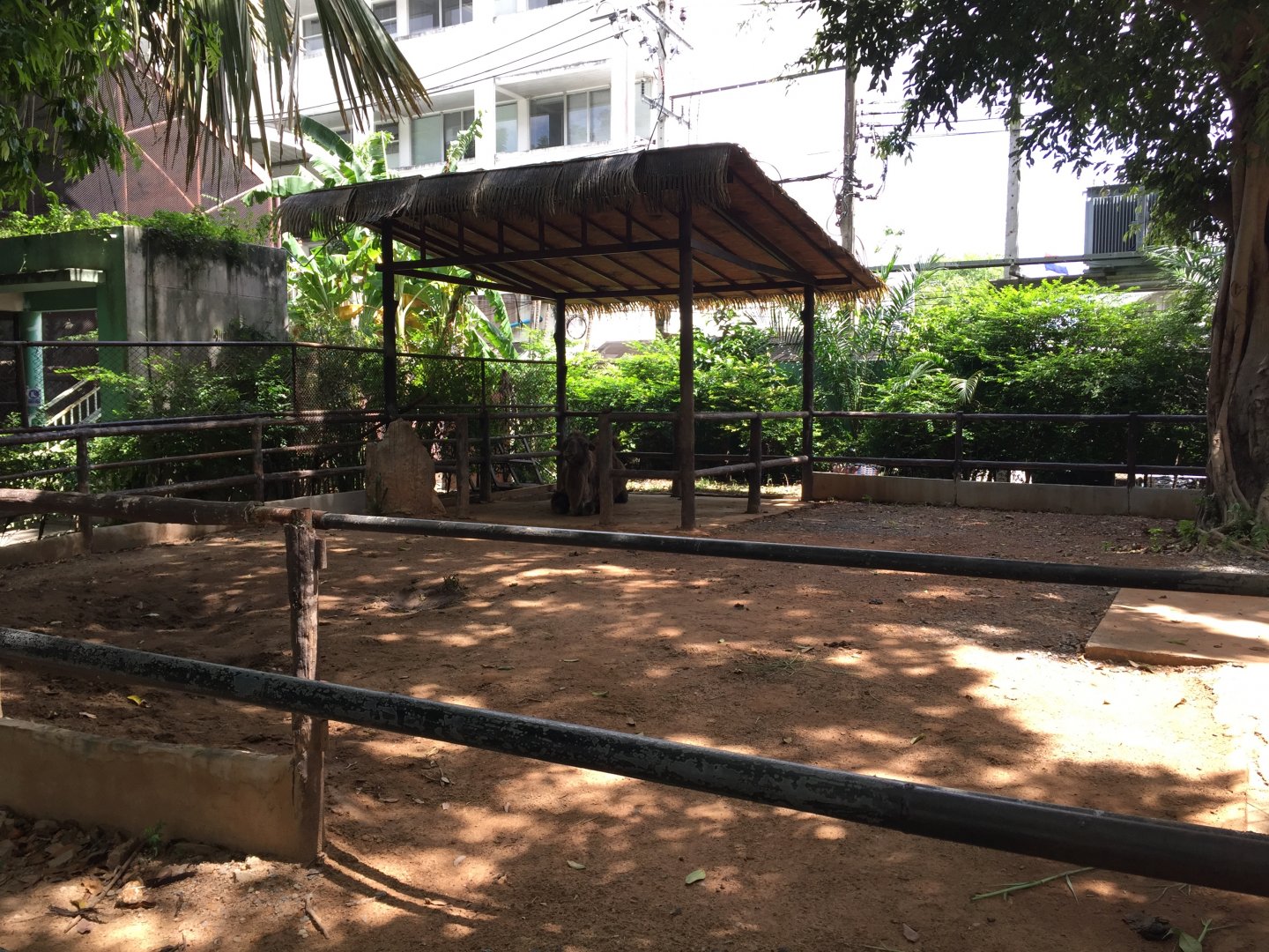Bactrian Camel Exhibit