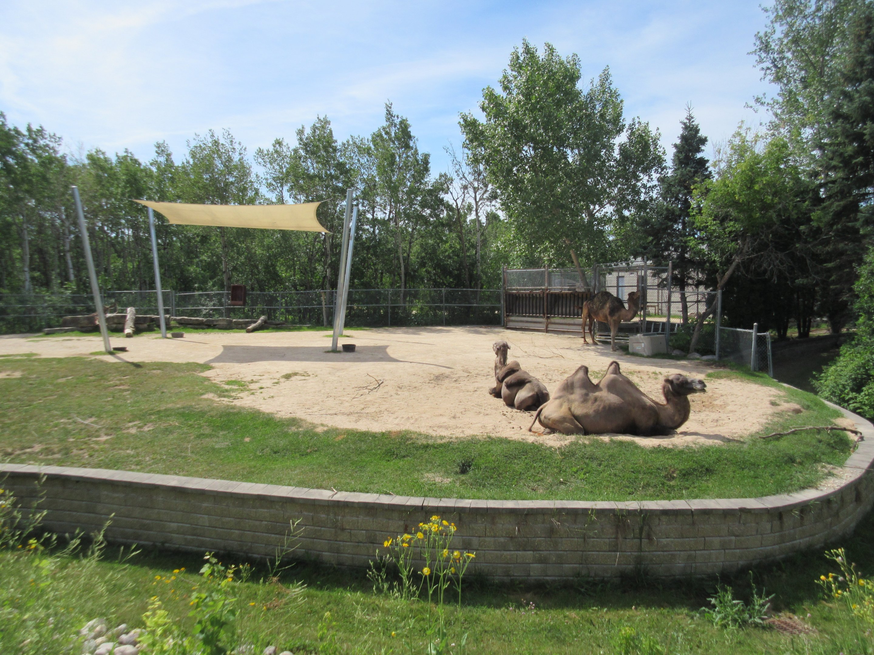 Bactrian Camel Exhibit