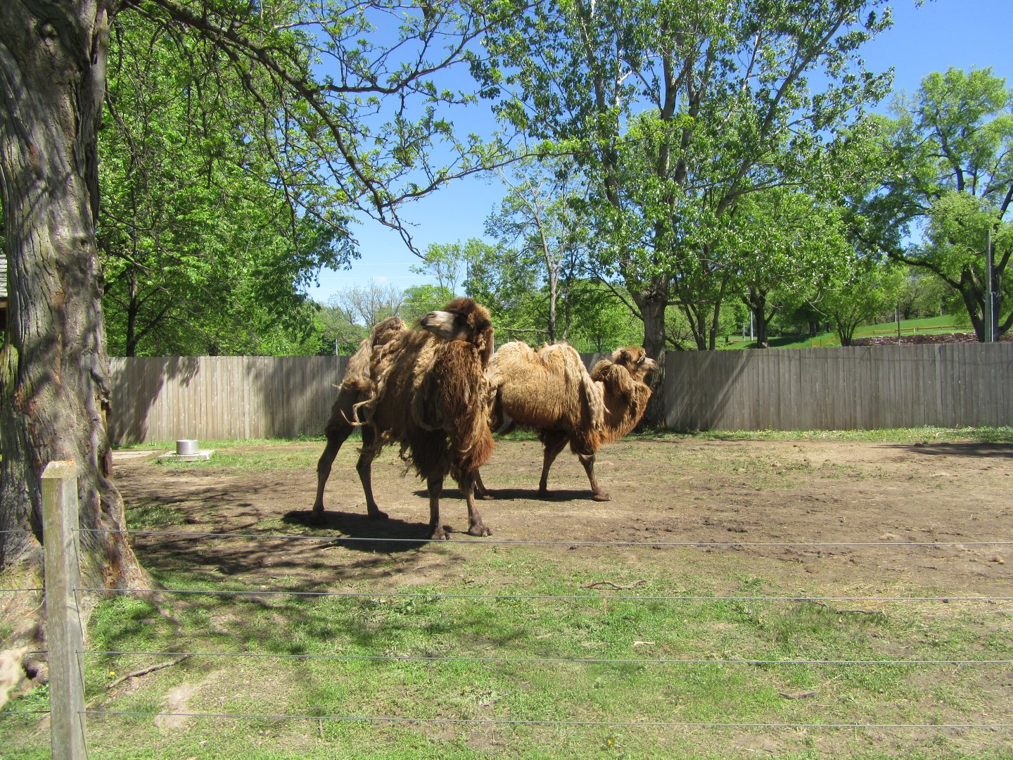 Bactrian Camel Exhibit