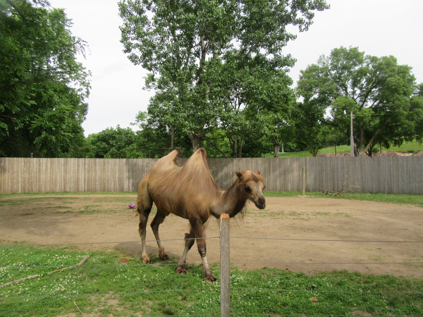 Bactrian Camel Exhibit