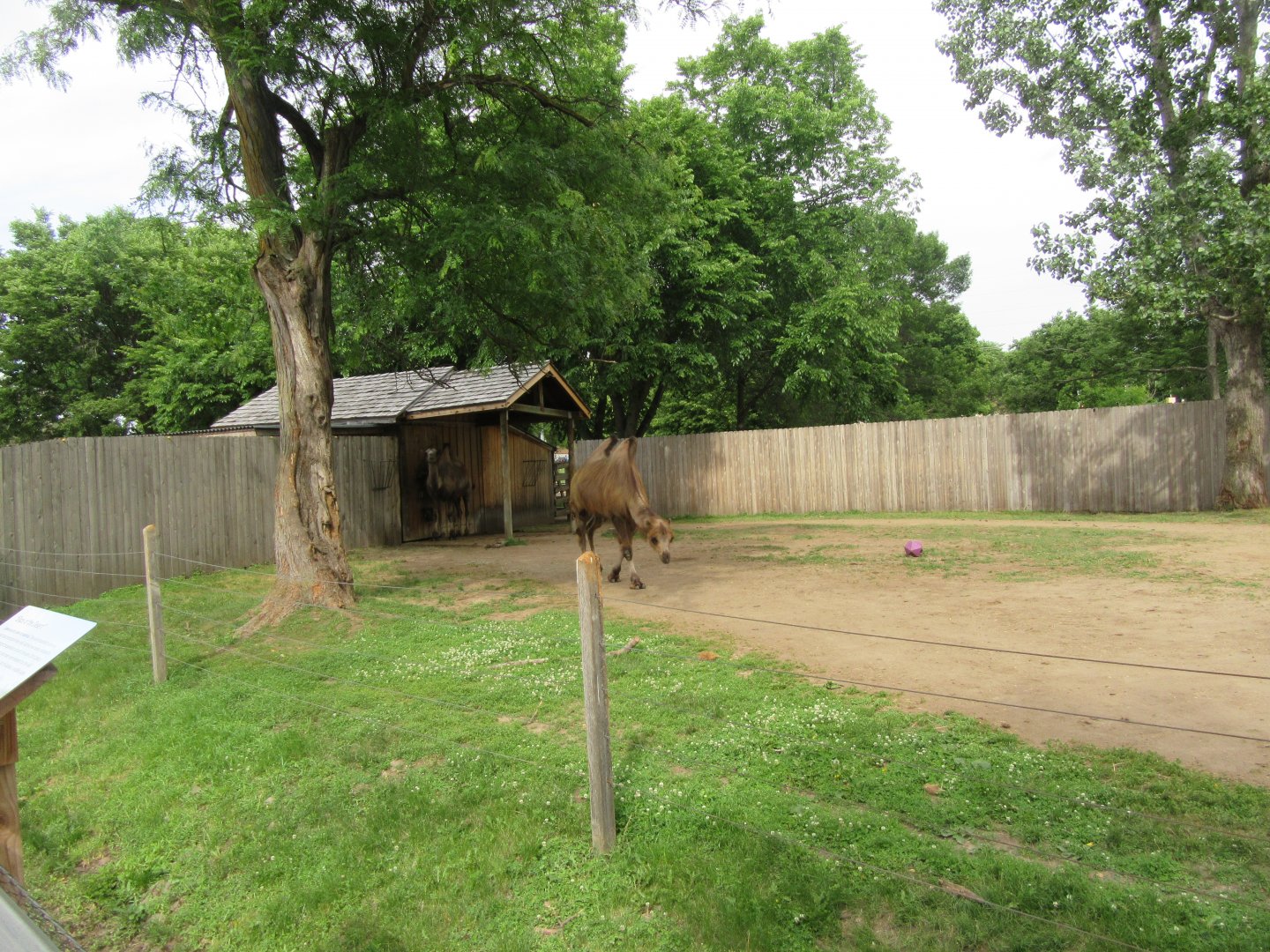 Bactrian Camel Exhibit