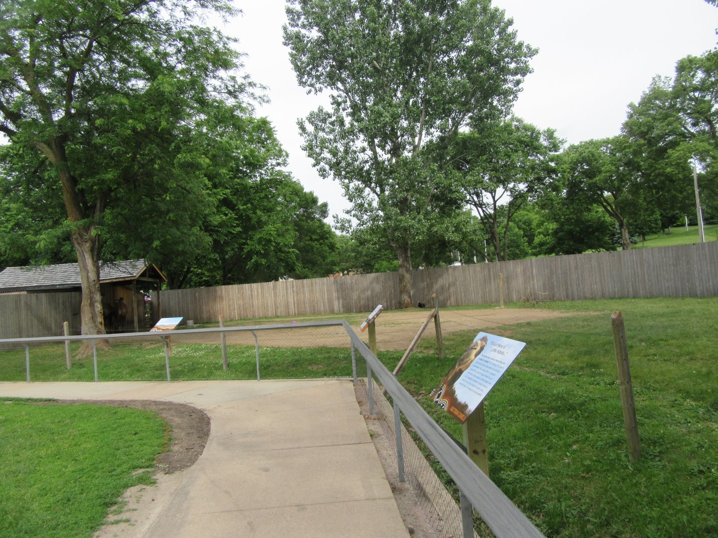 Bactrian Camel Exhibit