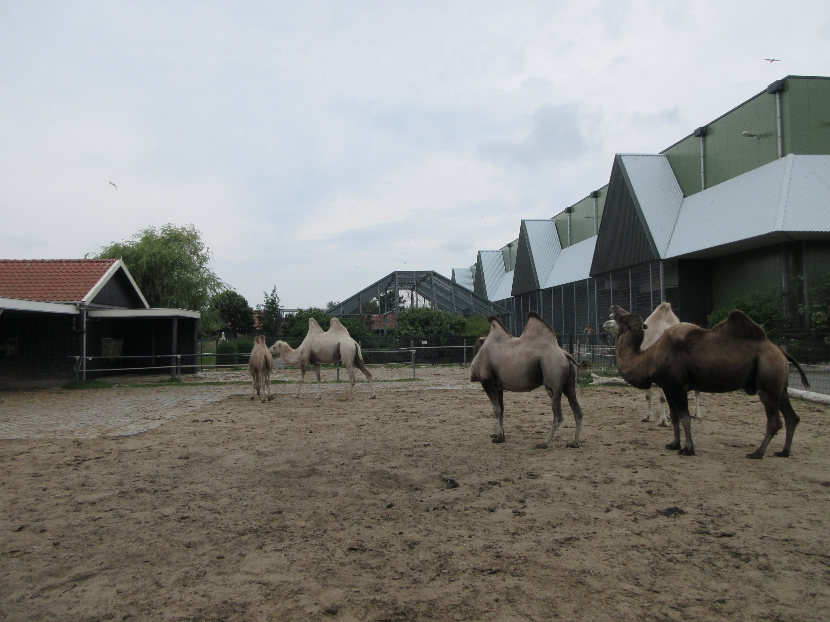 Bactrian Camel Exhibit