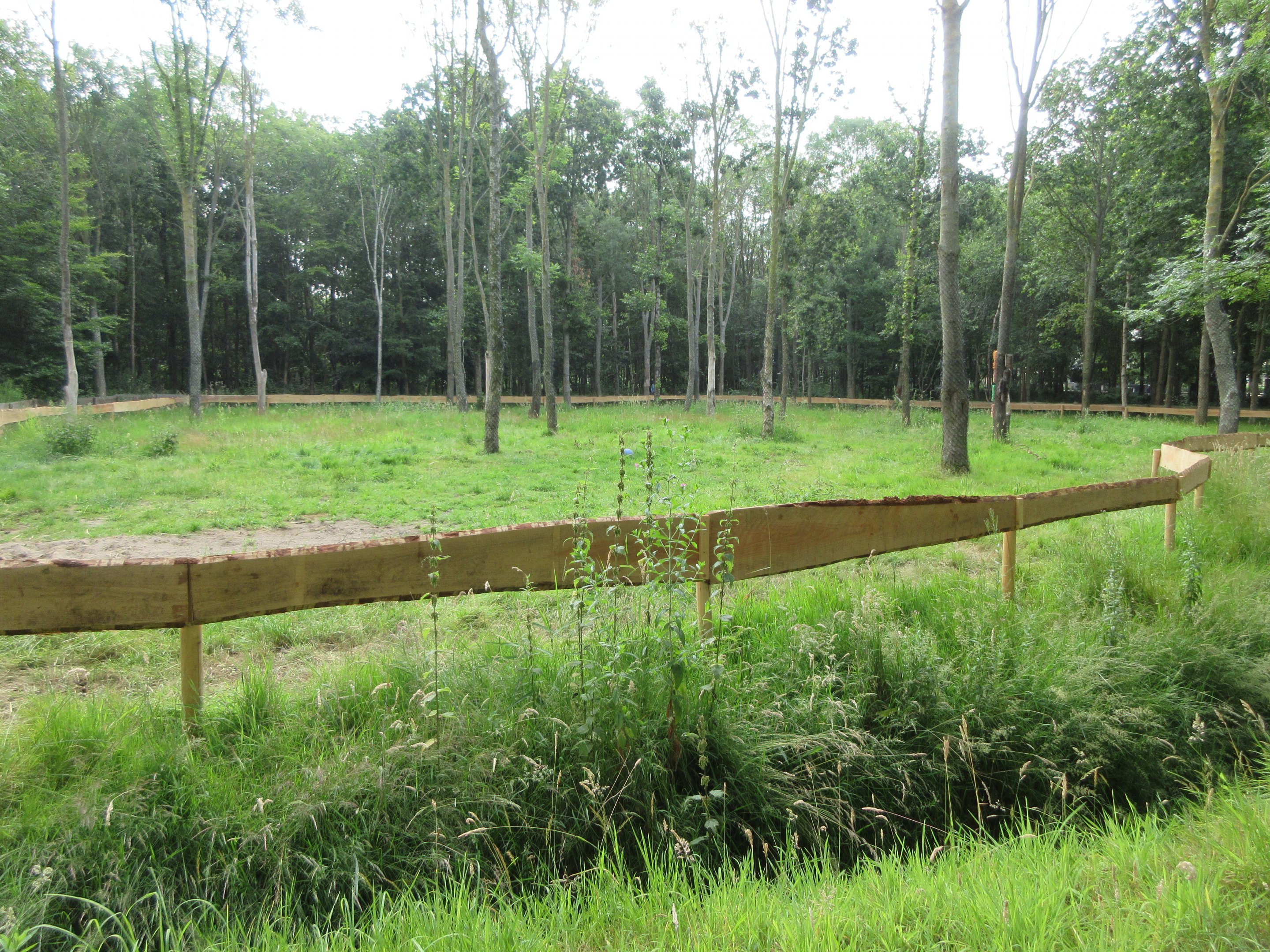 Bactrian Camel Exhibit