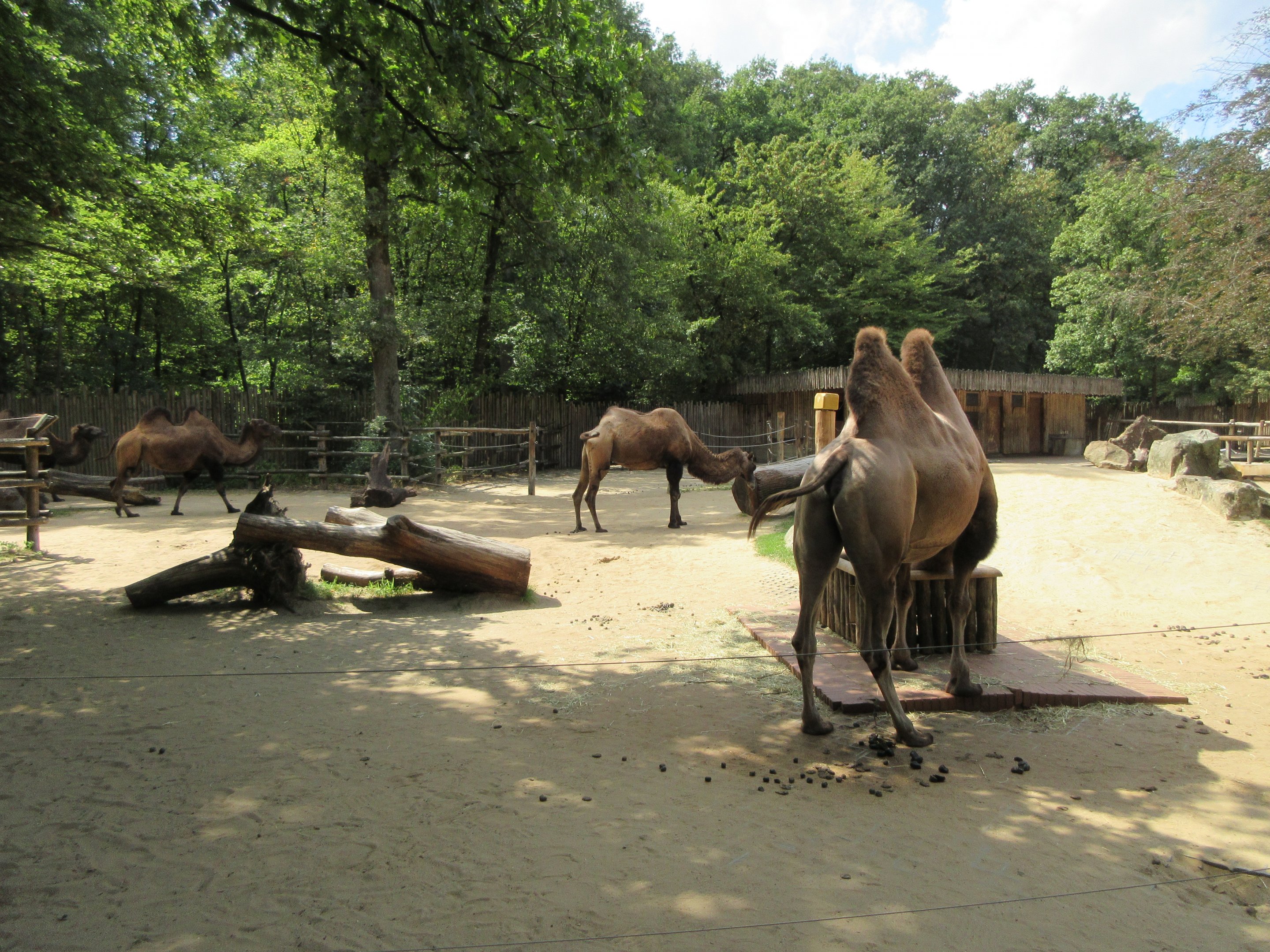 Bactrian Camel Exhibit