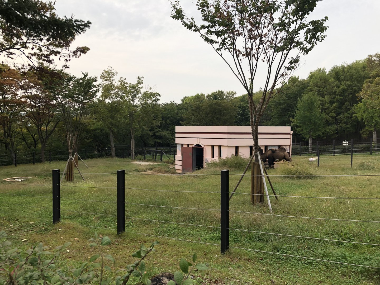 Bactrian Camel Exhibit