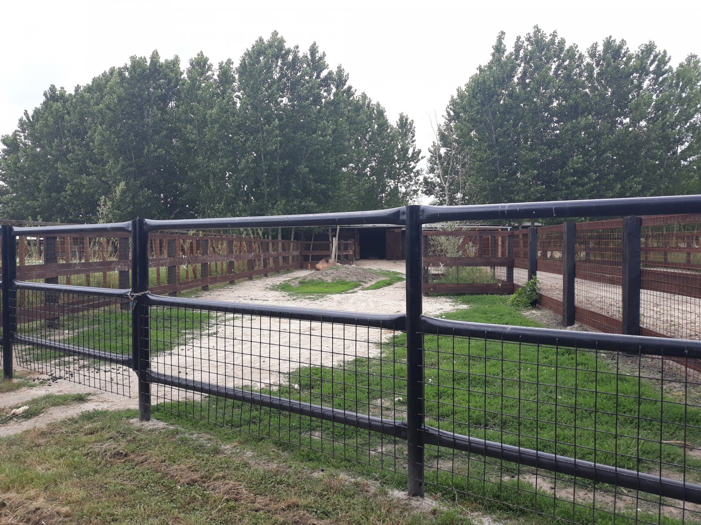 Bactrian camel exhibit