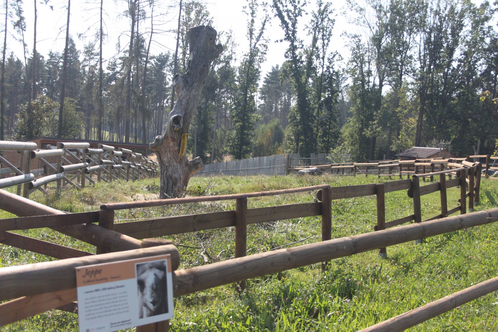 Bactrian camel exhibit