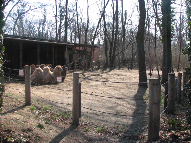 Bactrian camel exhibit