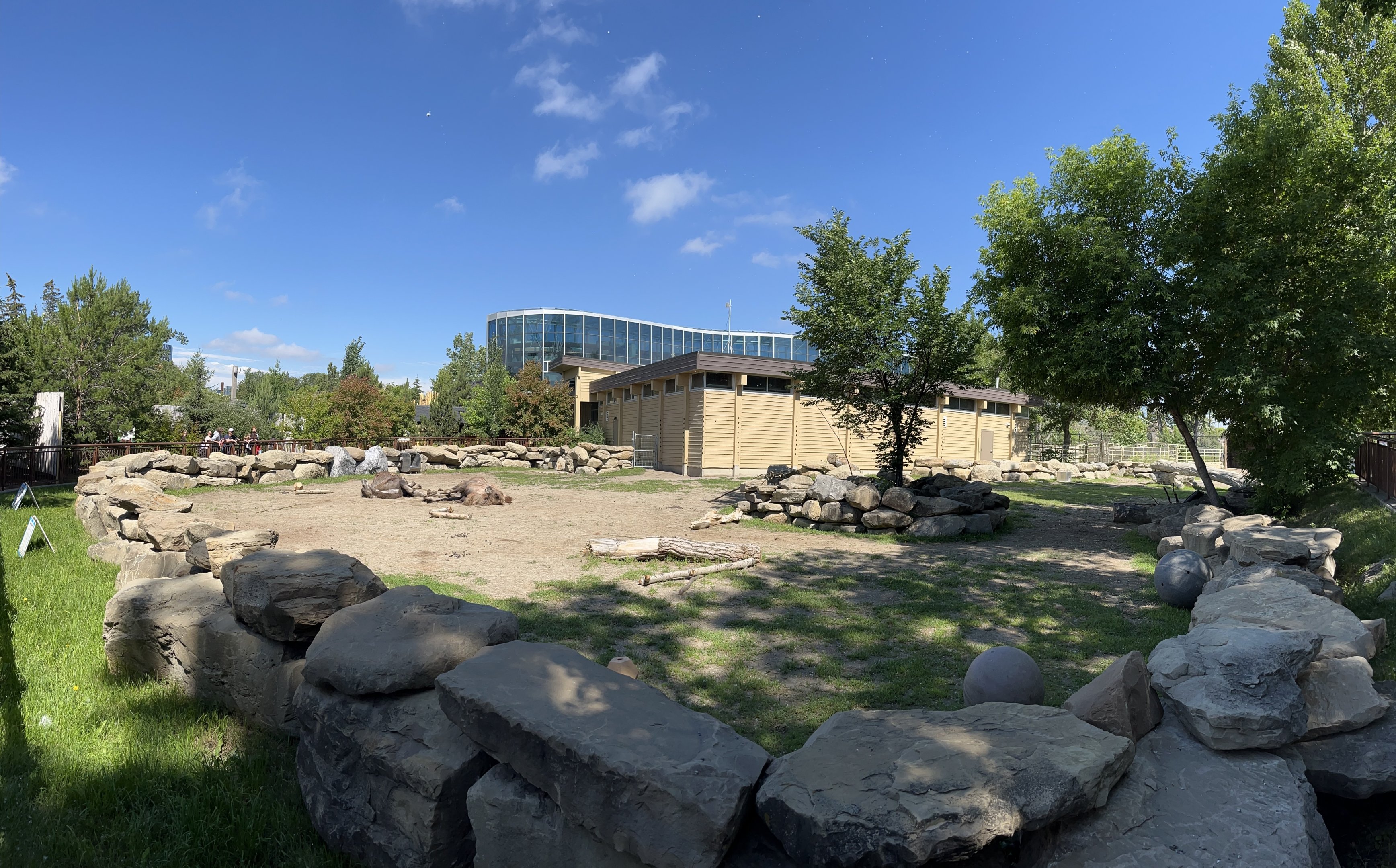 Bactrian Camel Exhibit