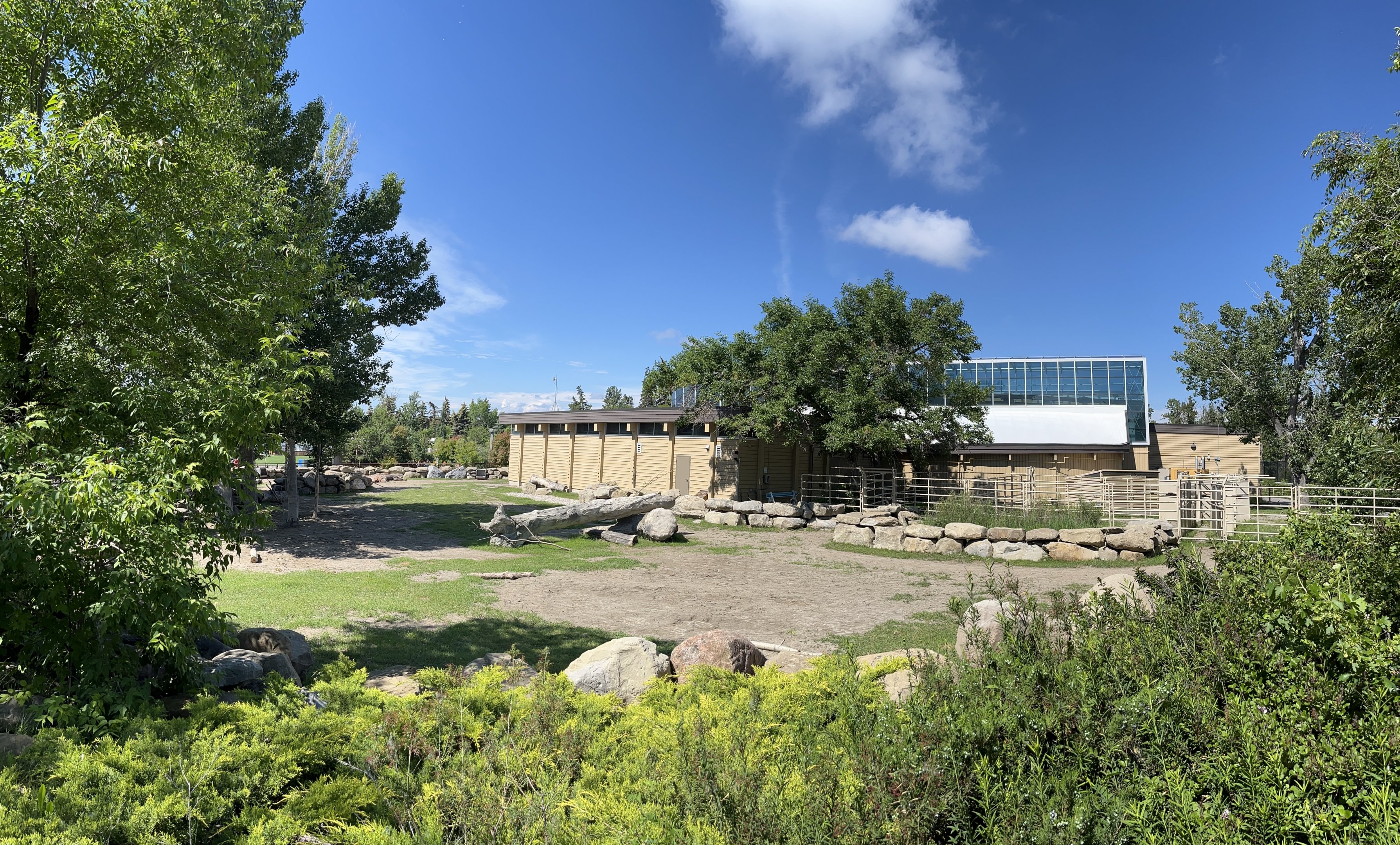 Bactrian Camel Exhibit