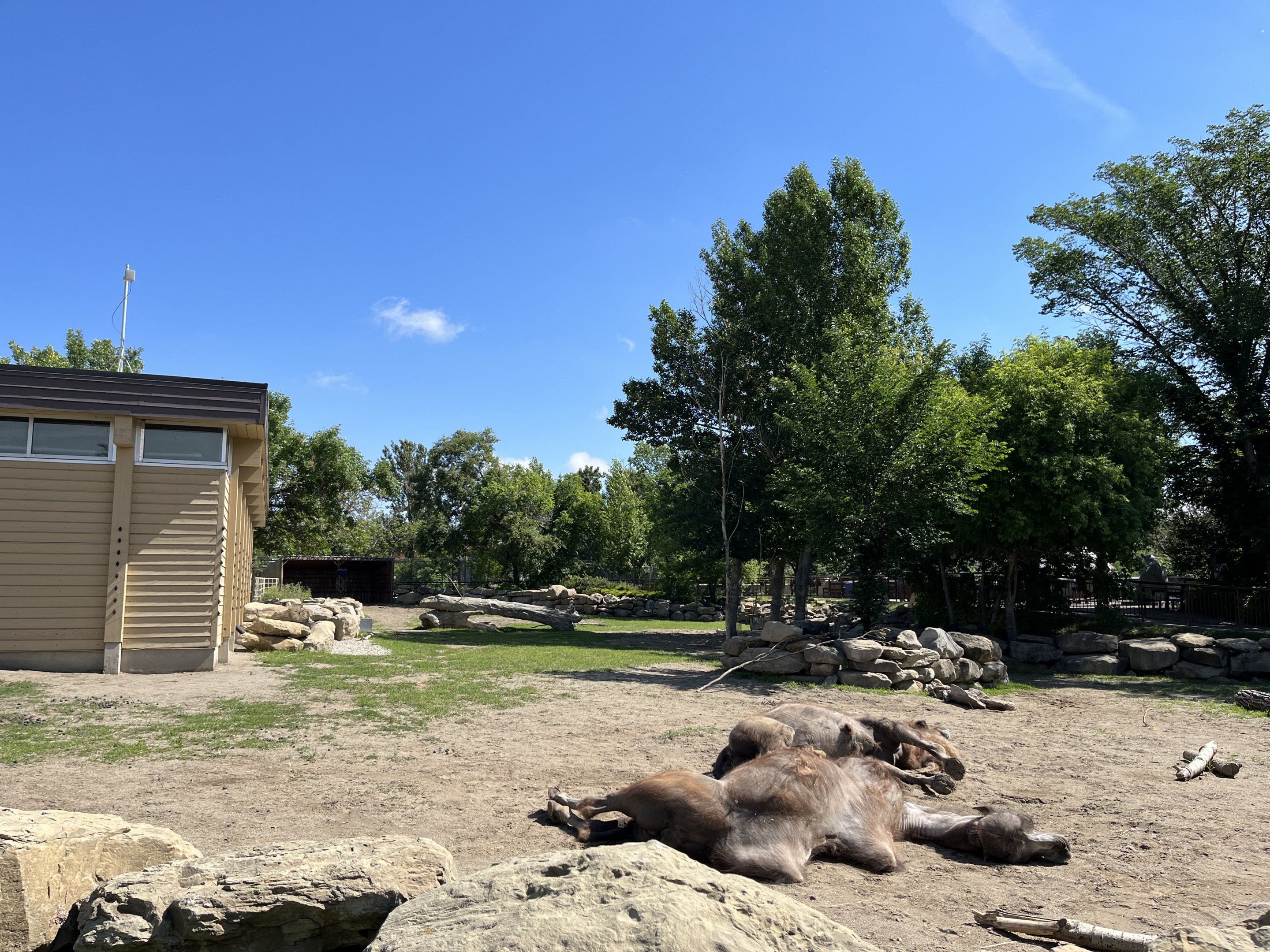 Bactrian Camel Exhibit
