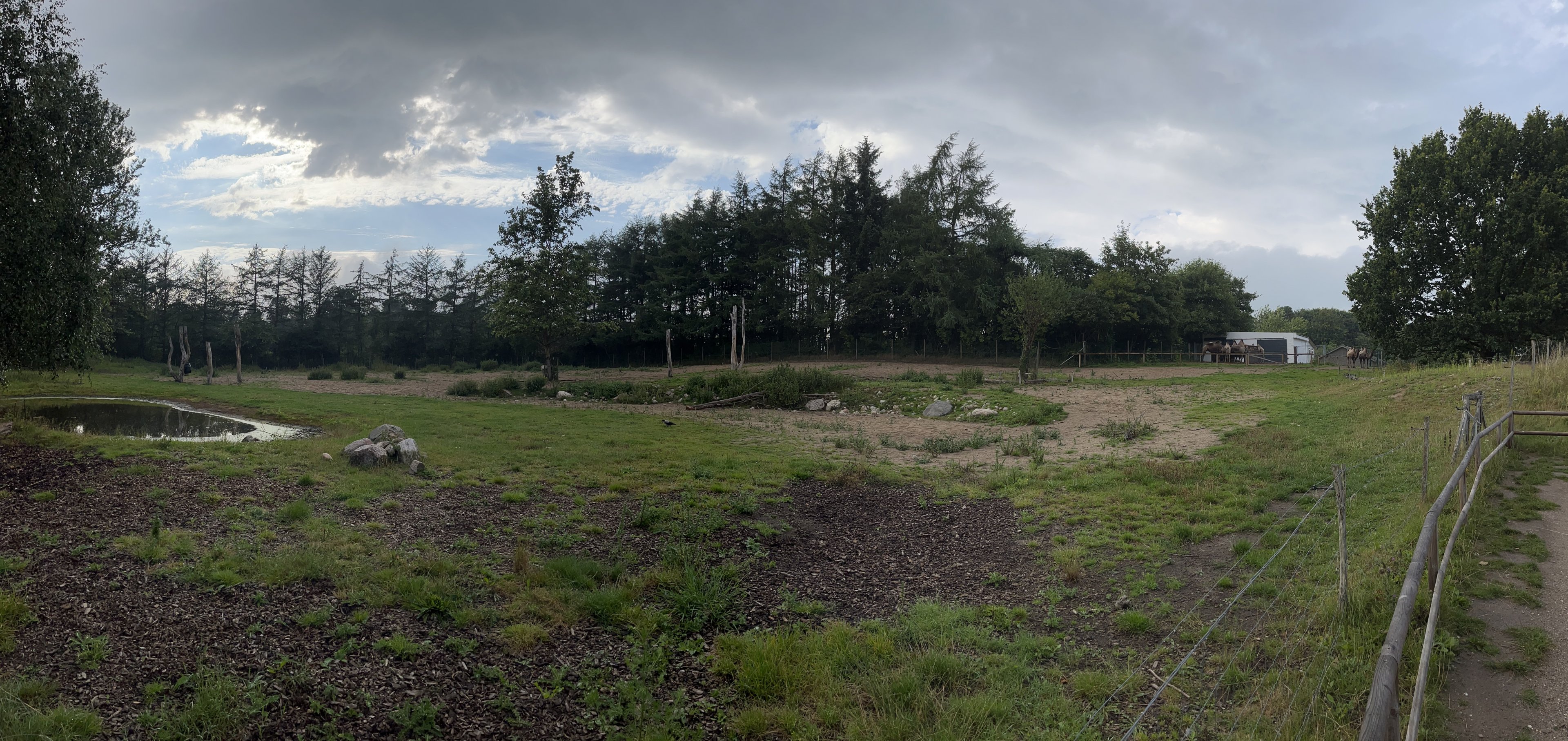 Bactrian Camel Exhibit