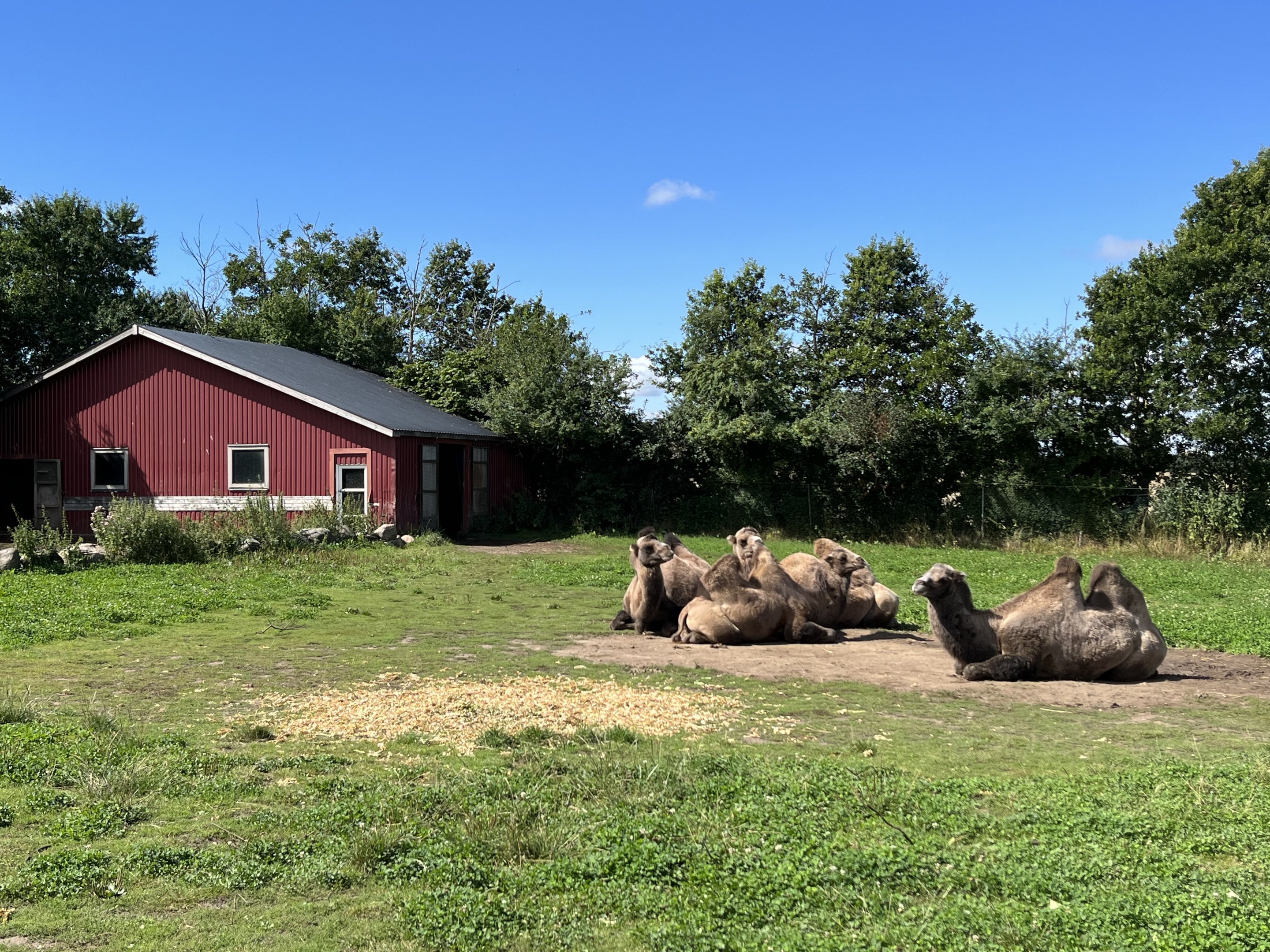 Bactrian Camel Exhibit