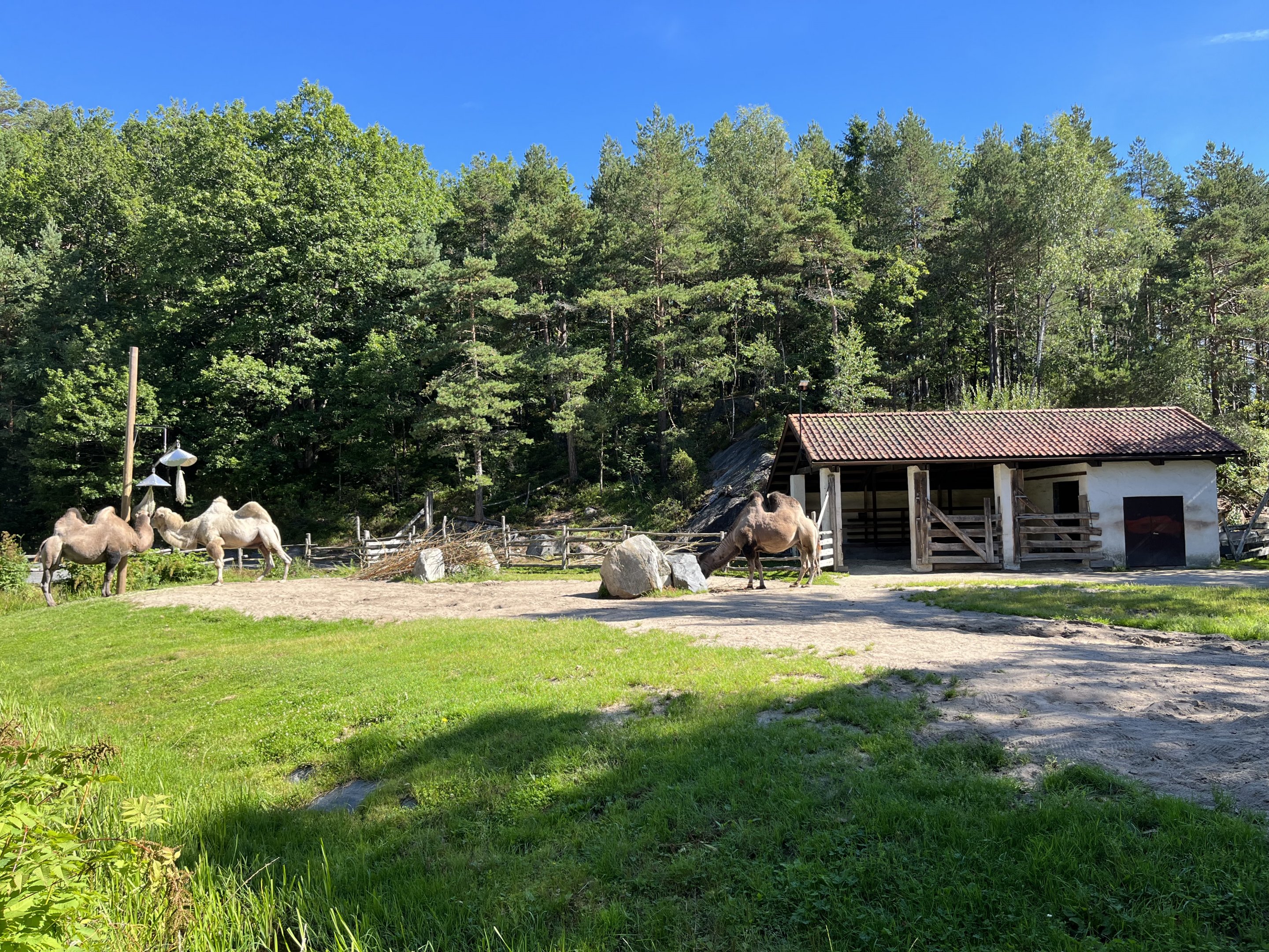 Bactrian Camel Exhibit