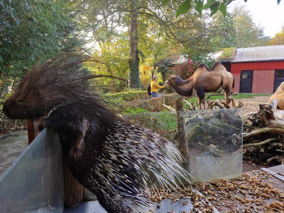 Bactrian Camel exhibit