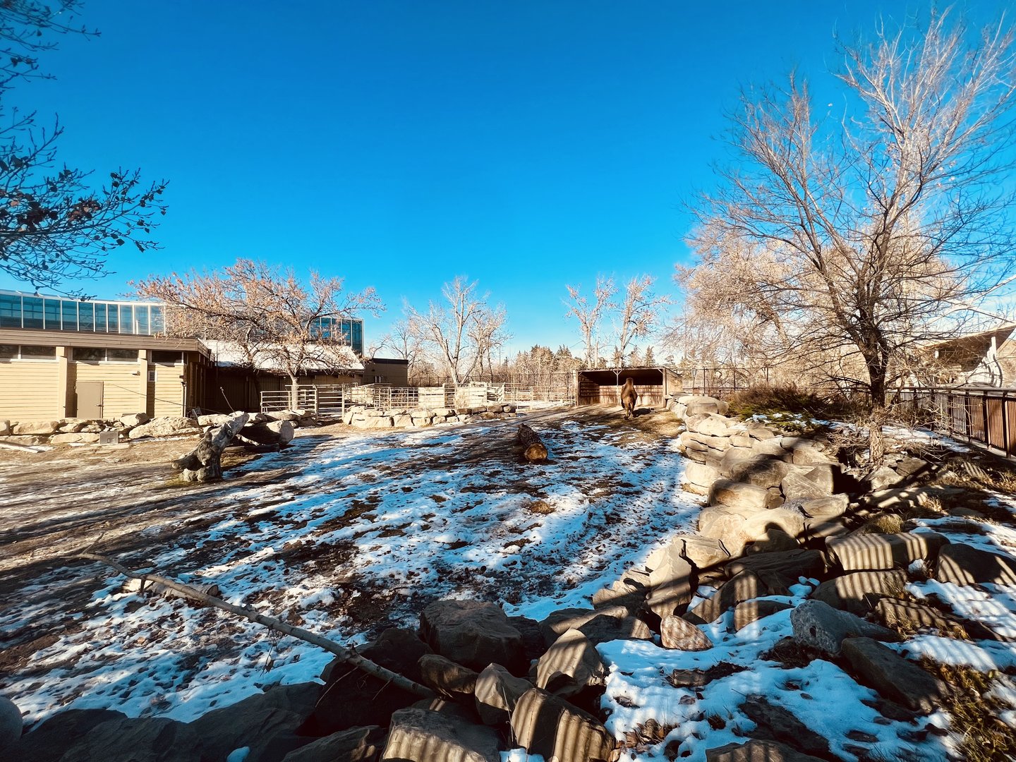 Bactrian Camel Exhibit