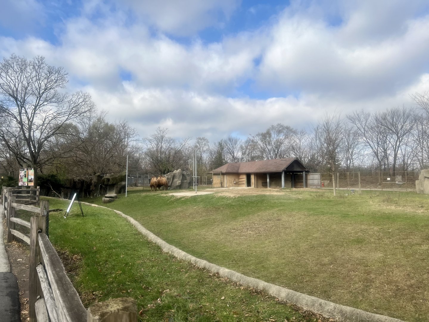Bactrian Camel Exhibit