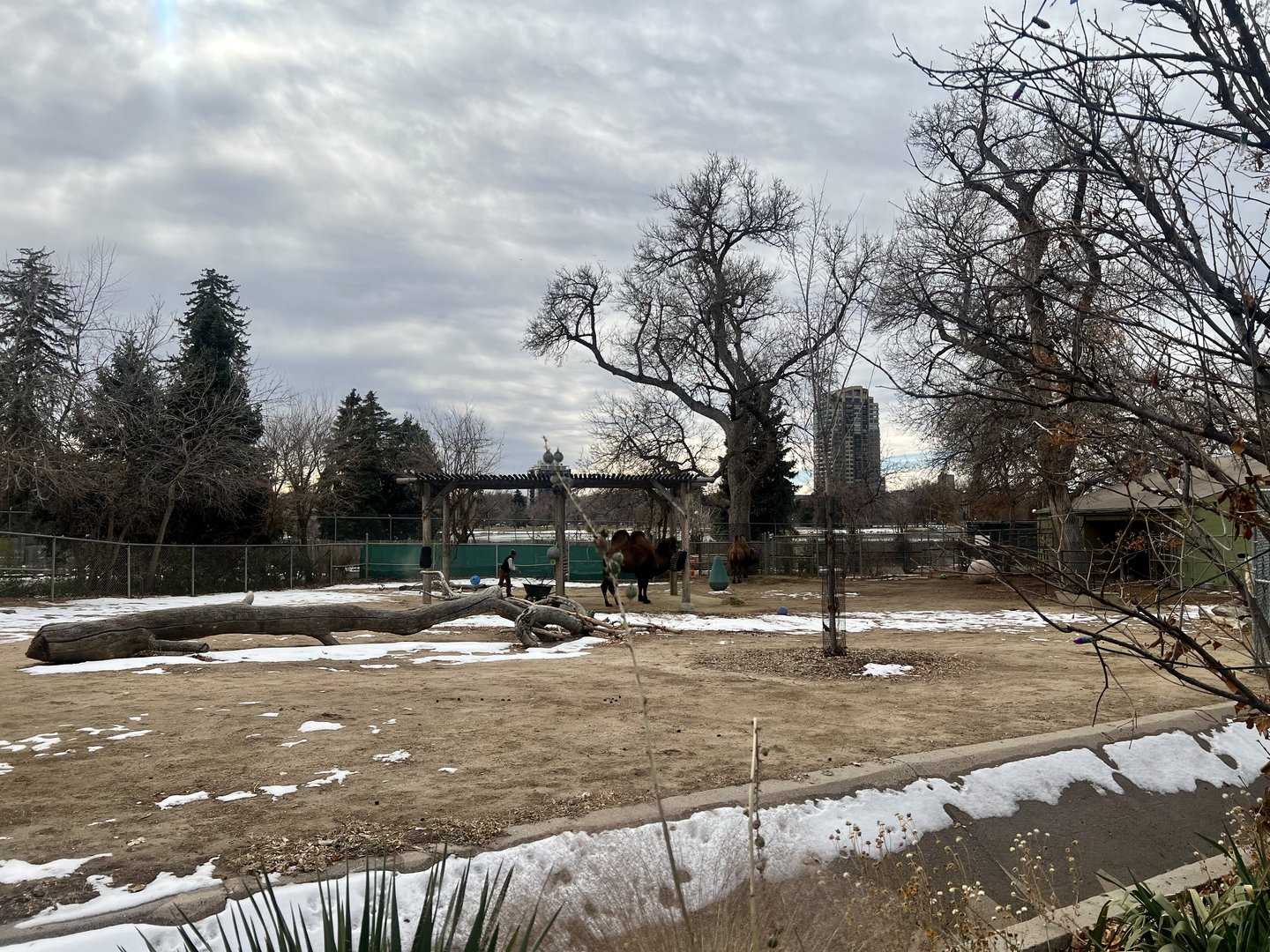 Bactrian Camel Exhibit