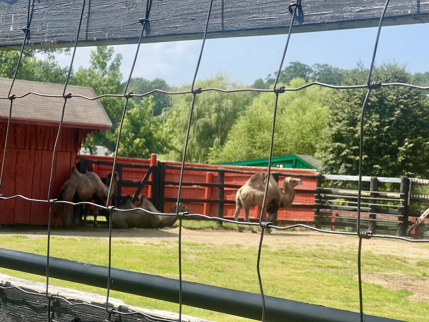 Bactrian Camel Exhibit