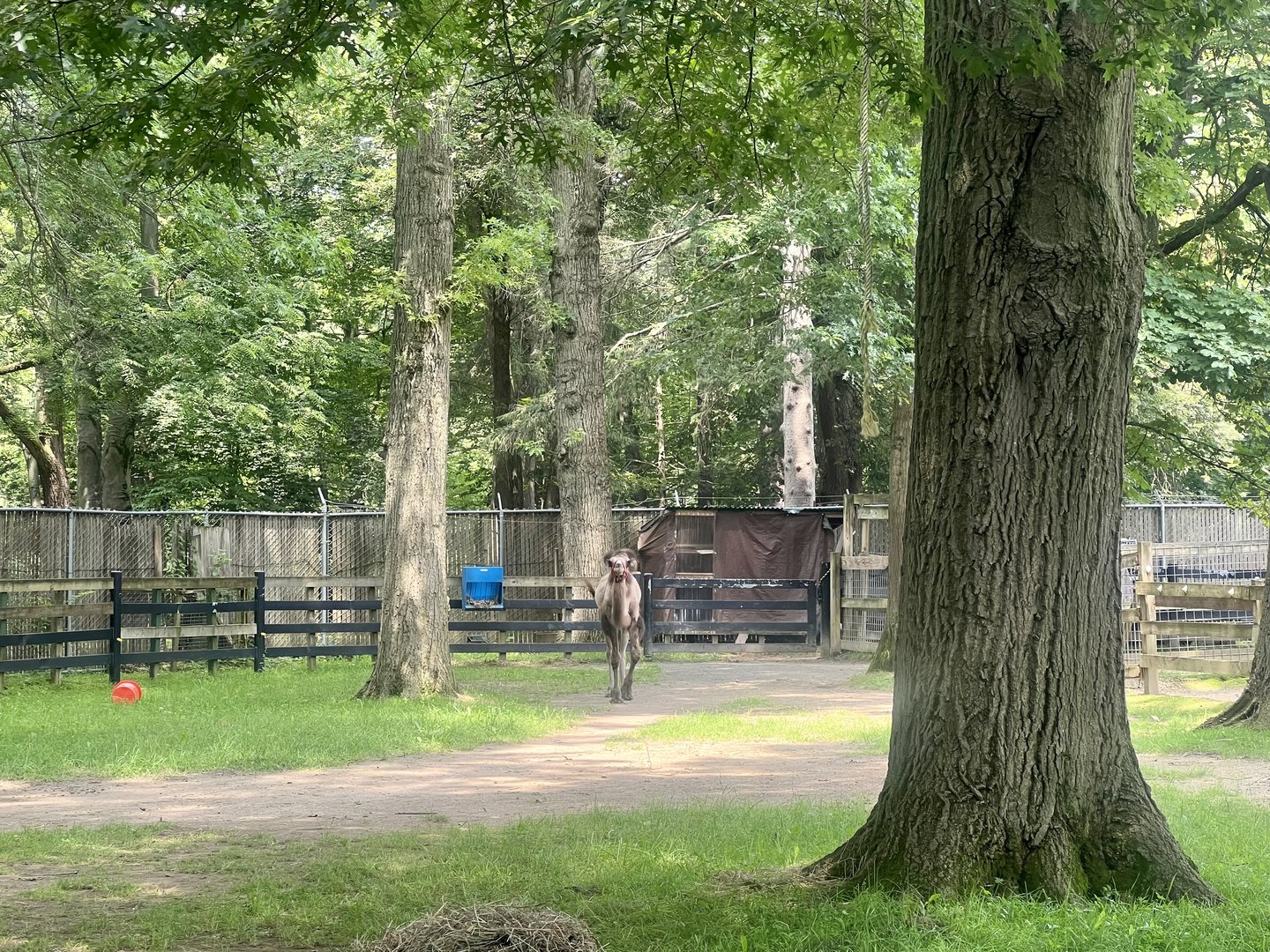 Bactrian Camel Exhibit