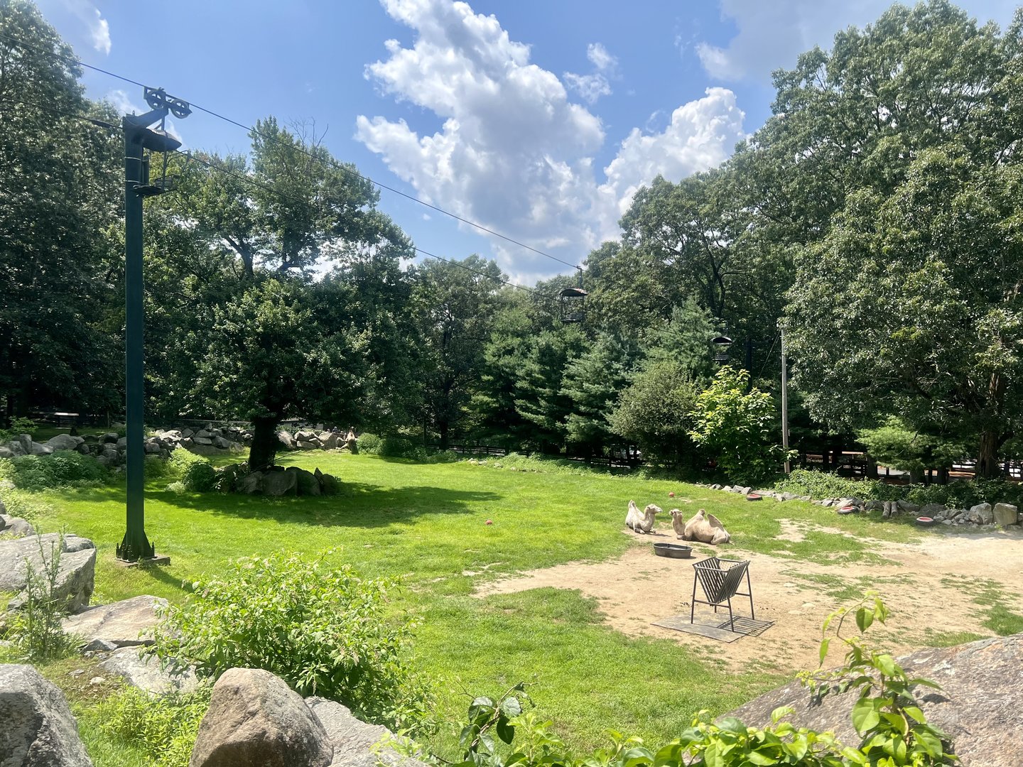 Bactrian Camel Exhibit