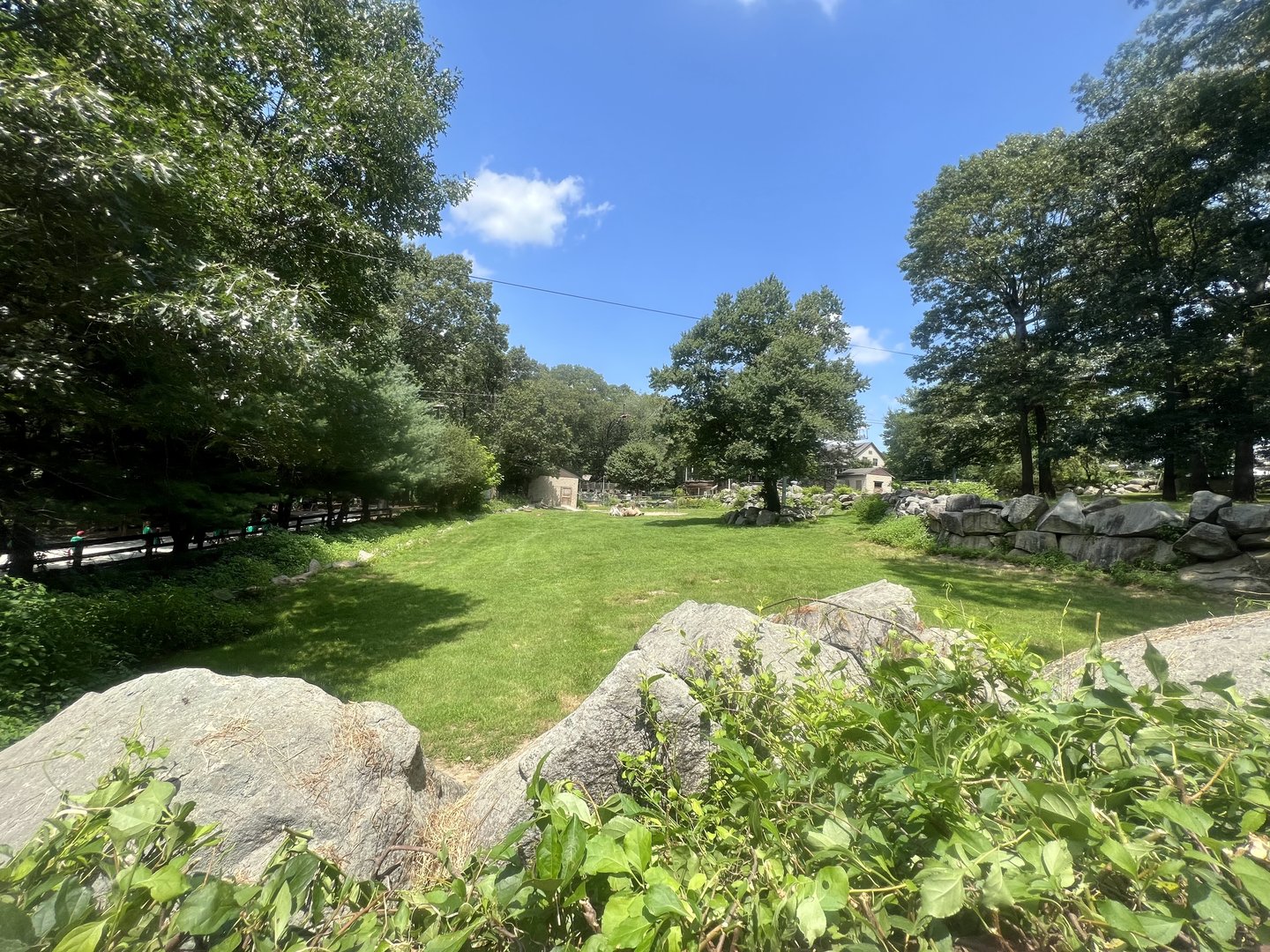 Bactrian Camel Exhibit